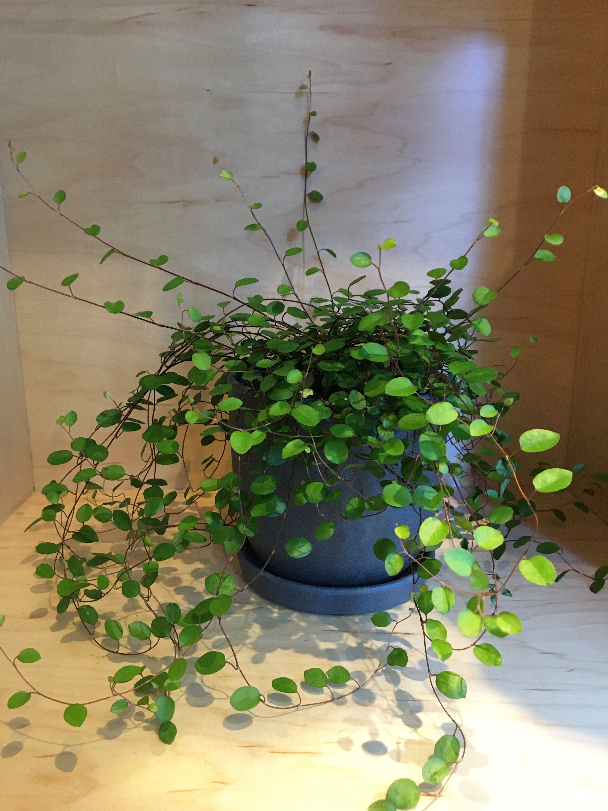 Angel Vine