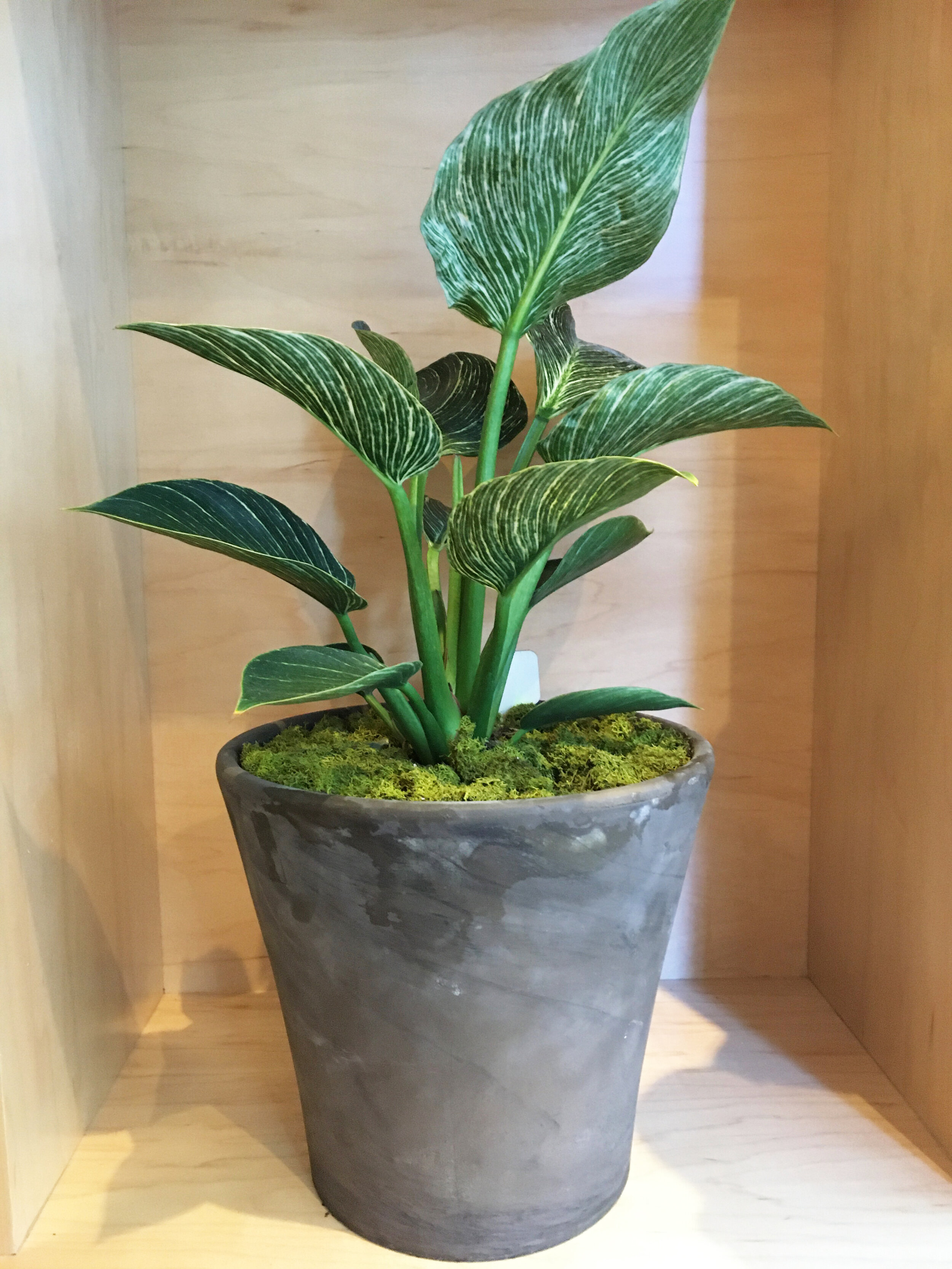 Philodendron Birkin Variegata