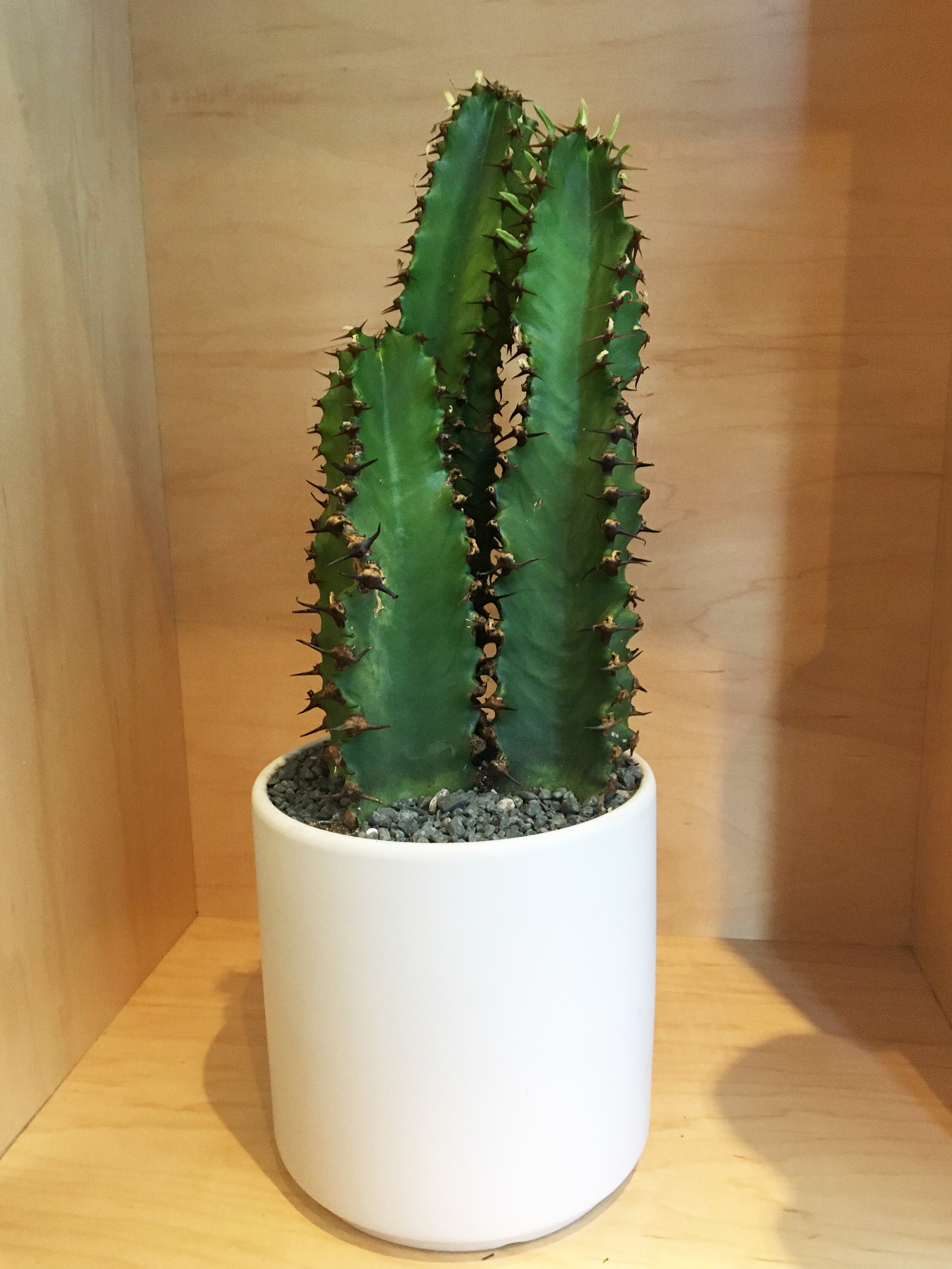 Cactus