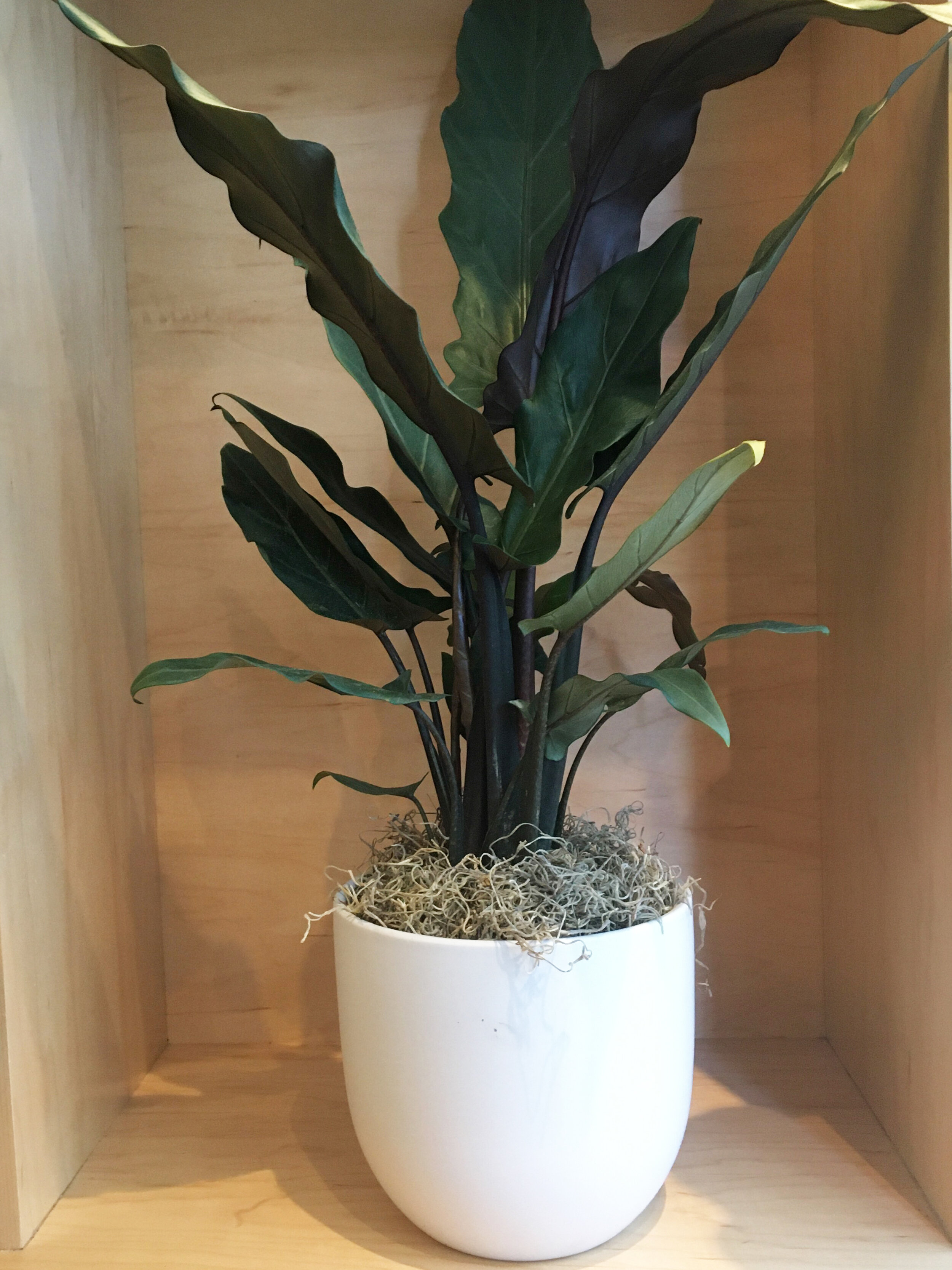 Alocasia Lauterbachiana