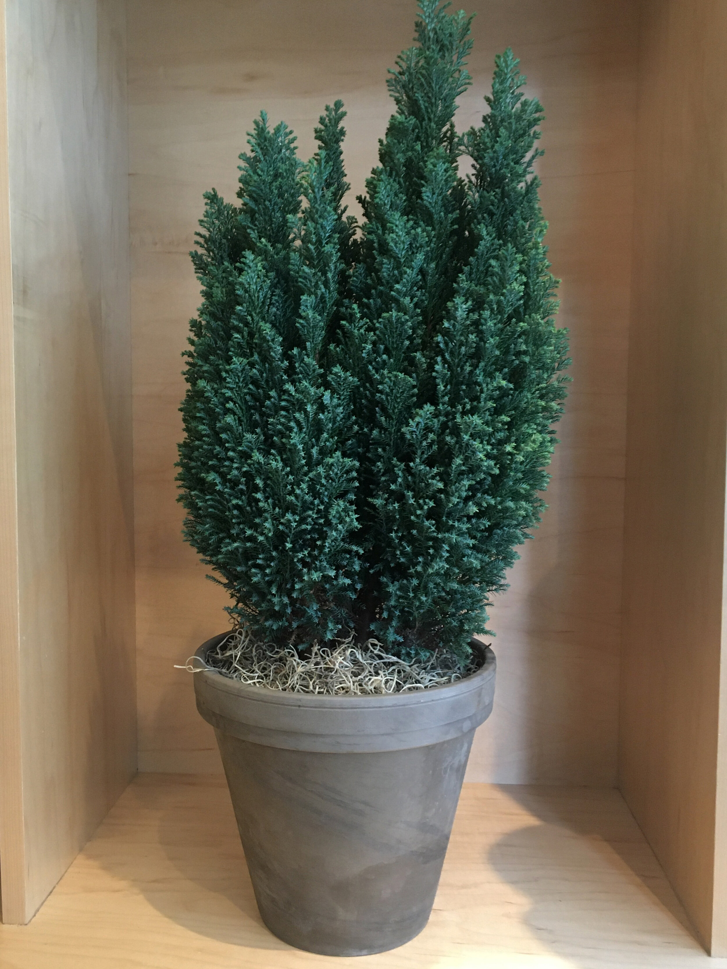 Conifer
