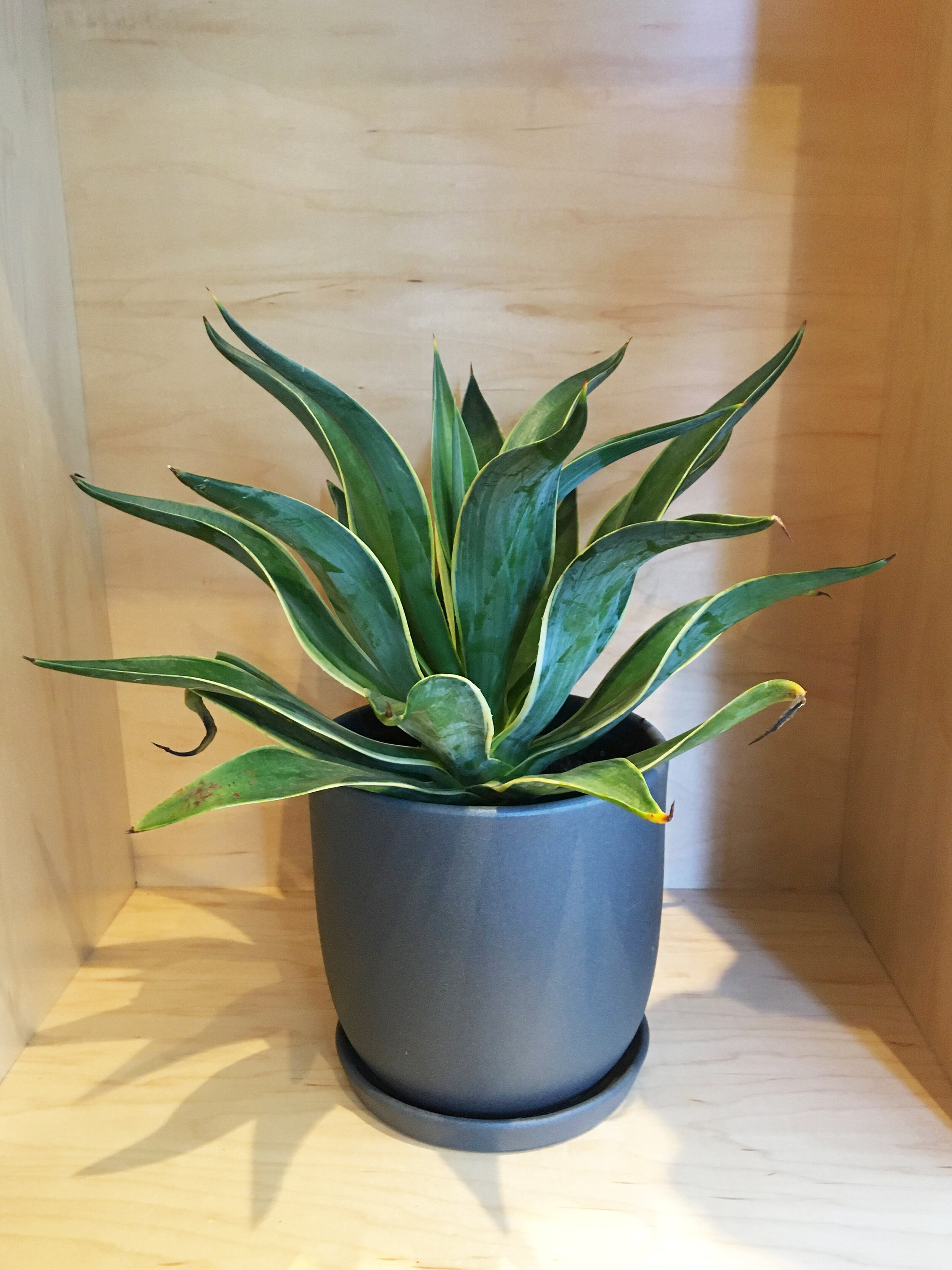 Agave