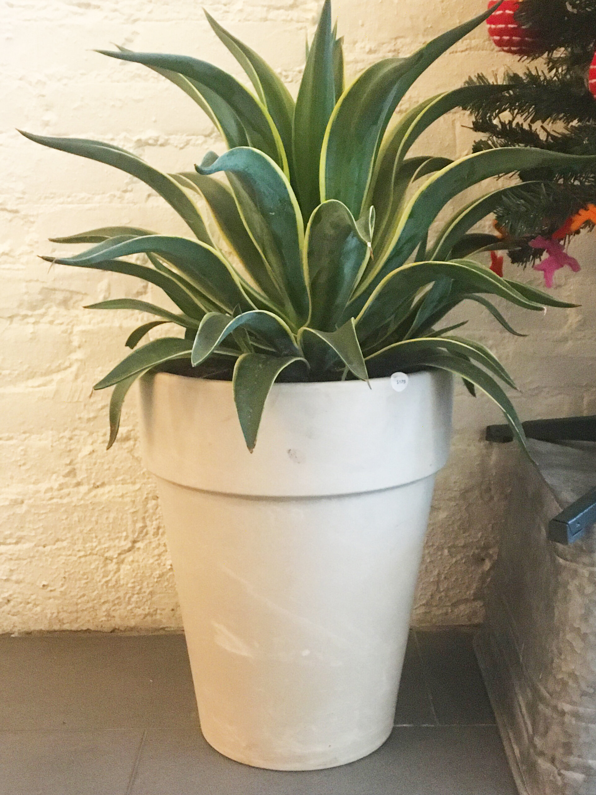 Agave