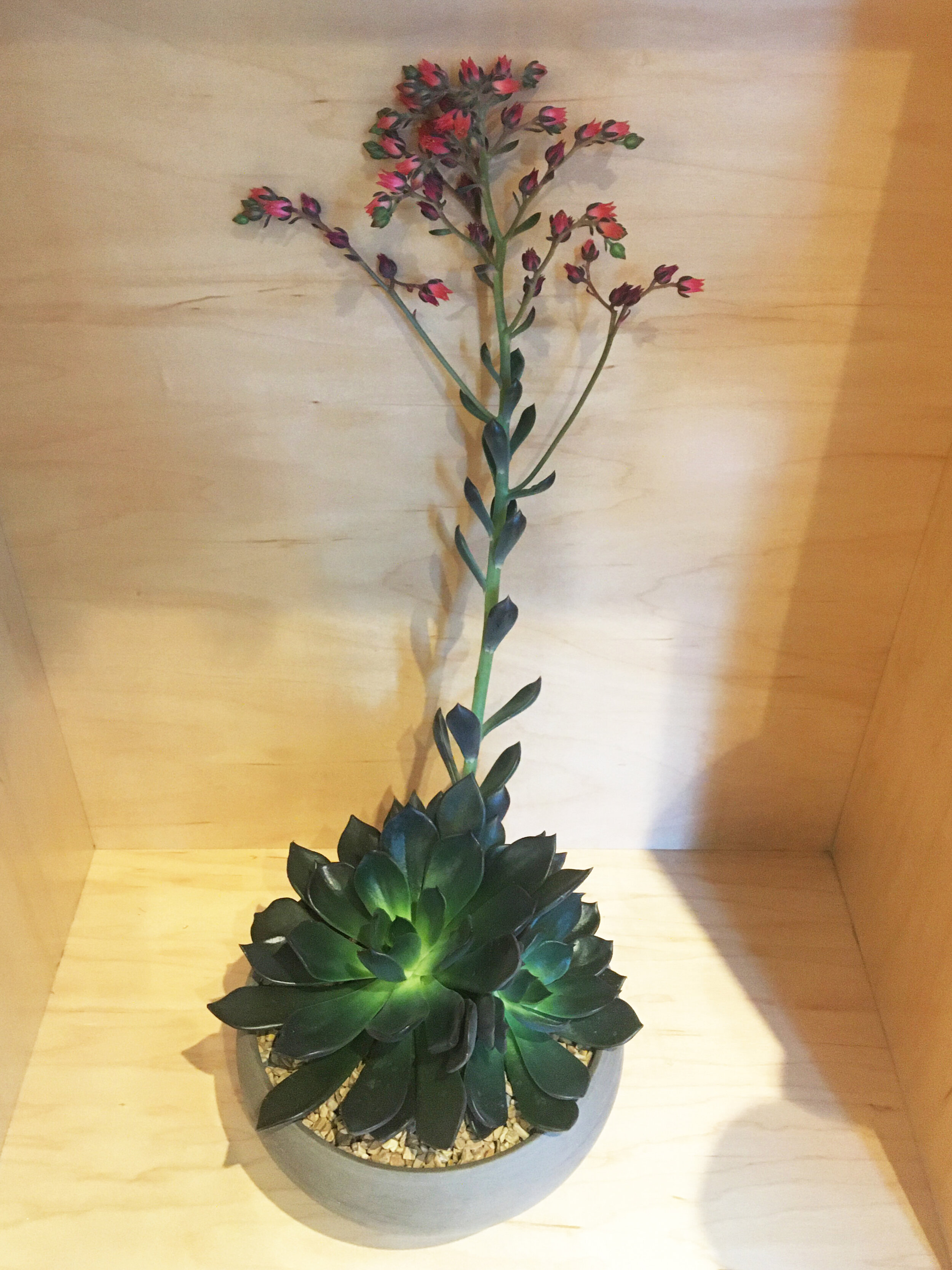 Echeveria