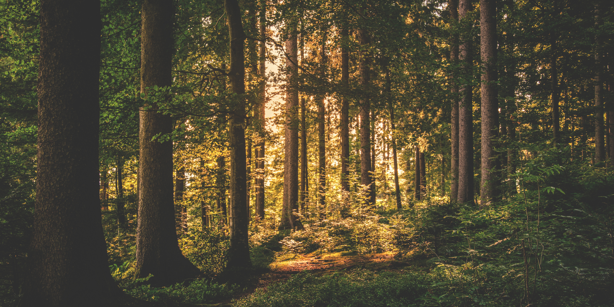 Therapy Intensives & Extended Sessions — Elyse Vesser, LCSW