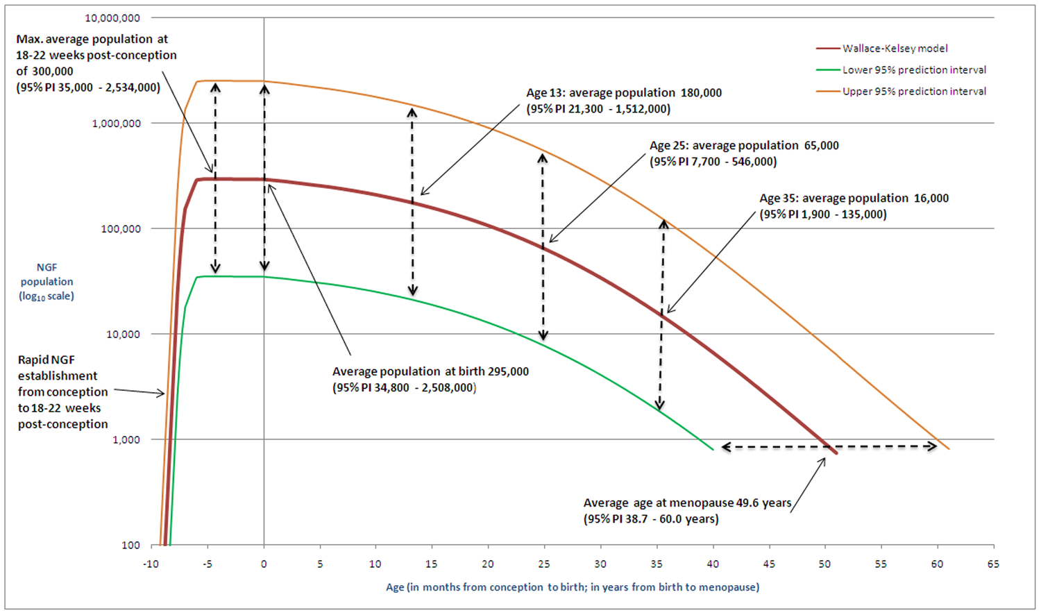 Ovarian reserve estimation model according to age of Wallace and Kelsey. Retrieved from: https://doi.org/10.1371/journal.pone.0008772.g004