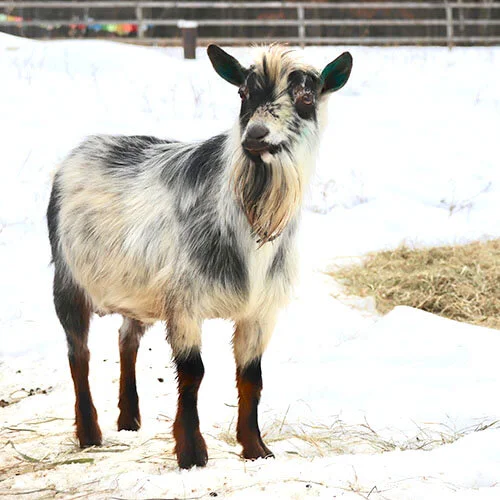 Blue Tin Farm Galactic Jack