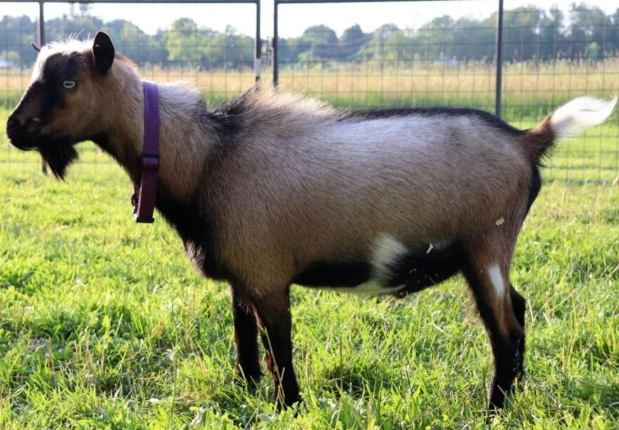 From Away Farm P Texas Hold'Em (Sheldon)