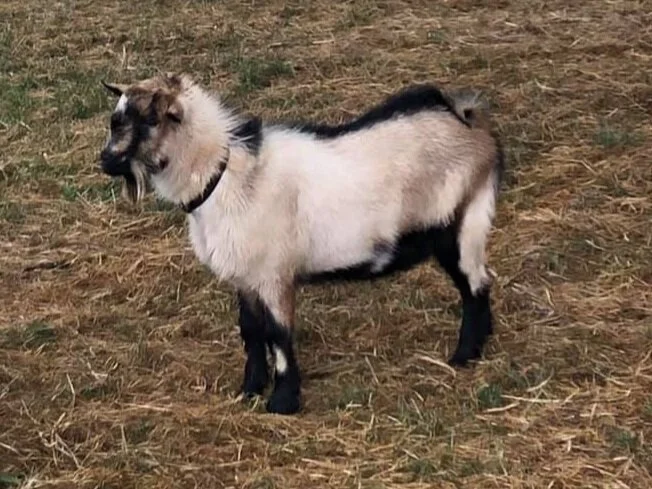 FeatherNScale Salvador (Brady)
