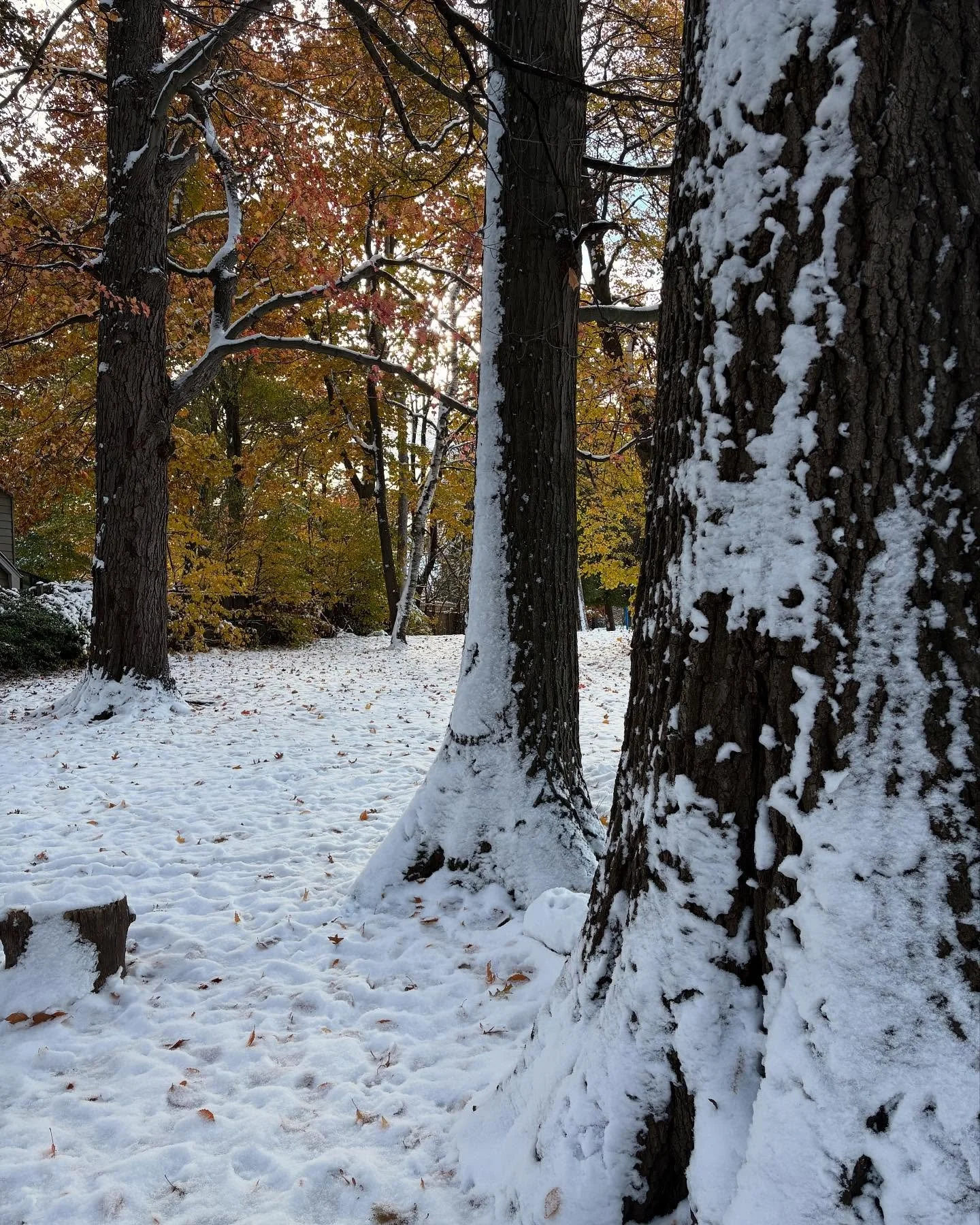 It&rsquo;s taking all my personal development and leadership training to not go nuclear over this view.

Yes, it&rsquo;s pretty, but it&rsquo;s also friggin November! 😡😫

PS: They said it would melt overnight and they lied !!! 

#winteriscoming #wi