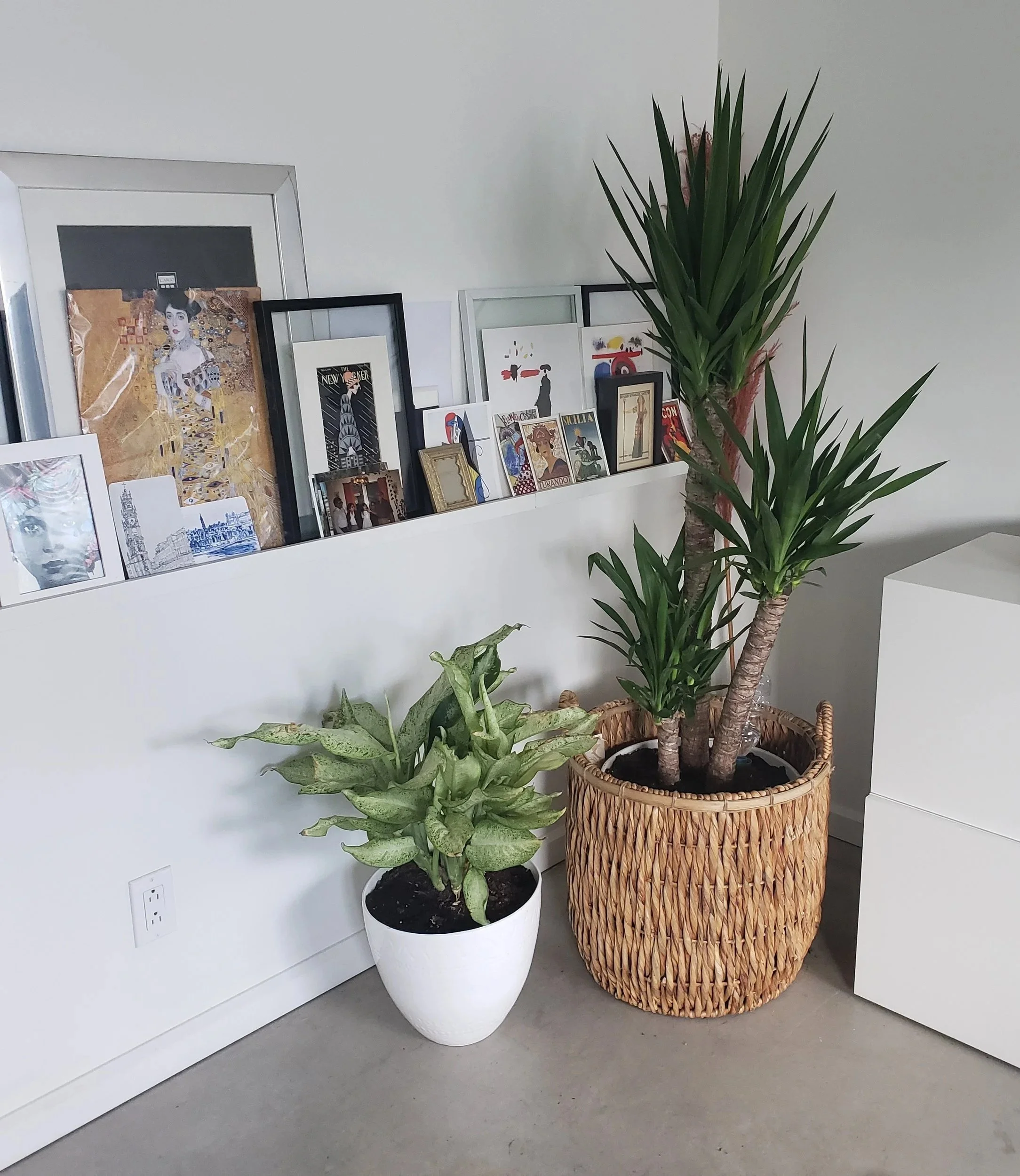Natural Materials & Biophillic Elements