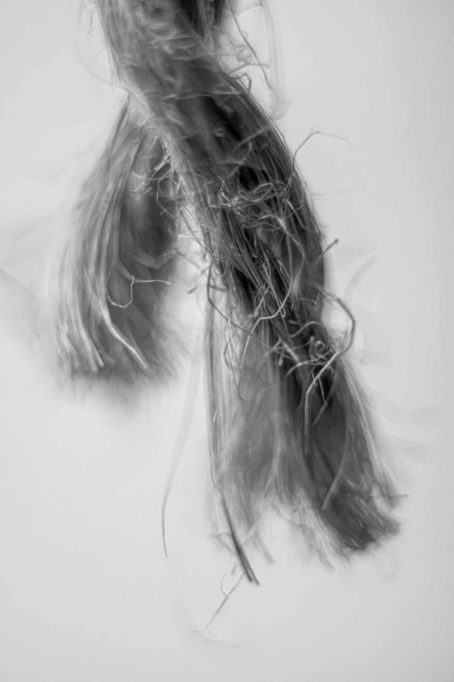 EXPLORING LESSER-KNOWN PLANT-BASED FIBERS SHAPING INTERIOR ENVIRONMENTS