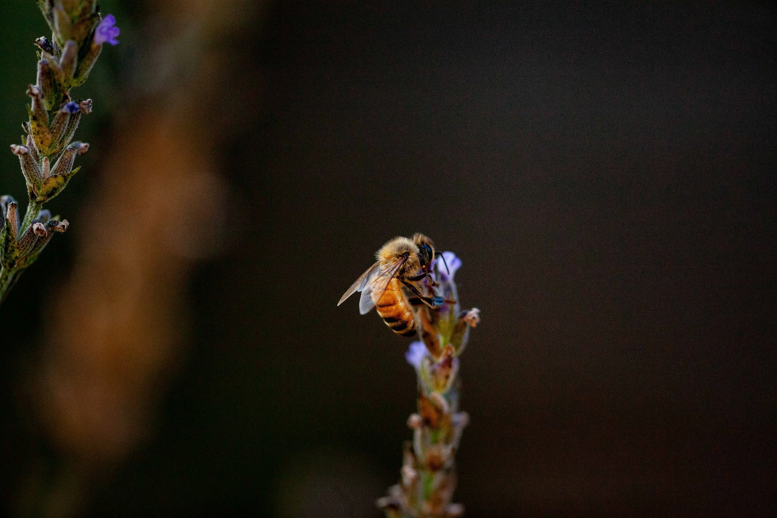 BeeHaveCA--14.jpg
