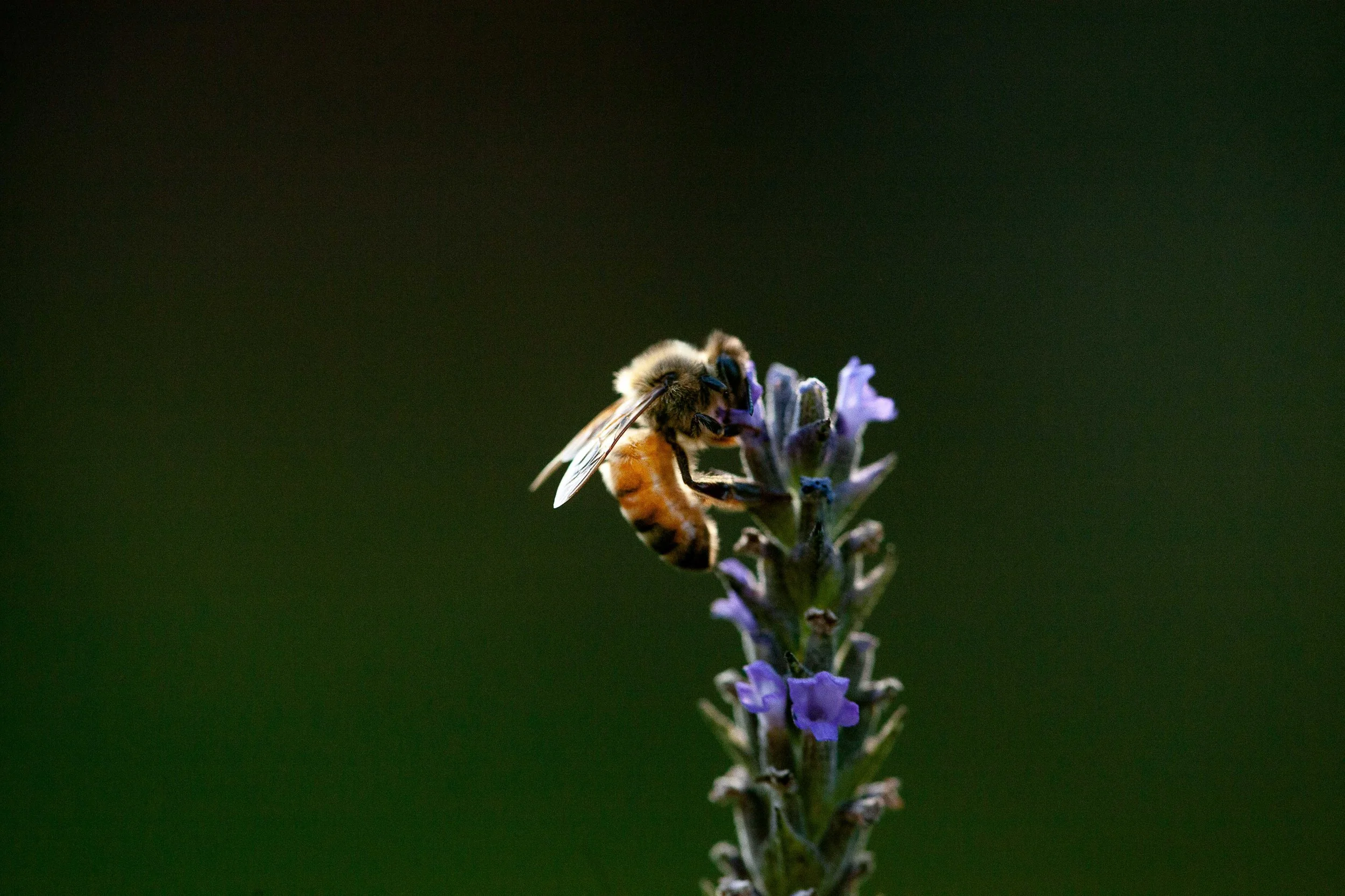 BeeHaveCA--65.jpg