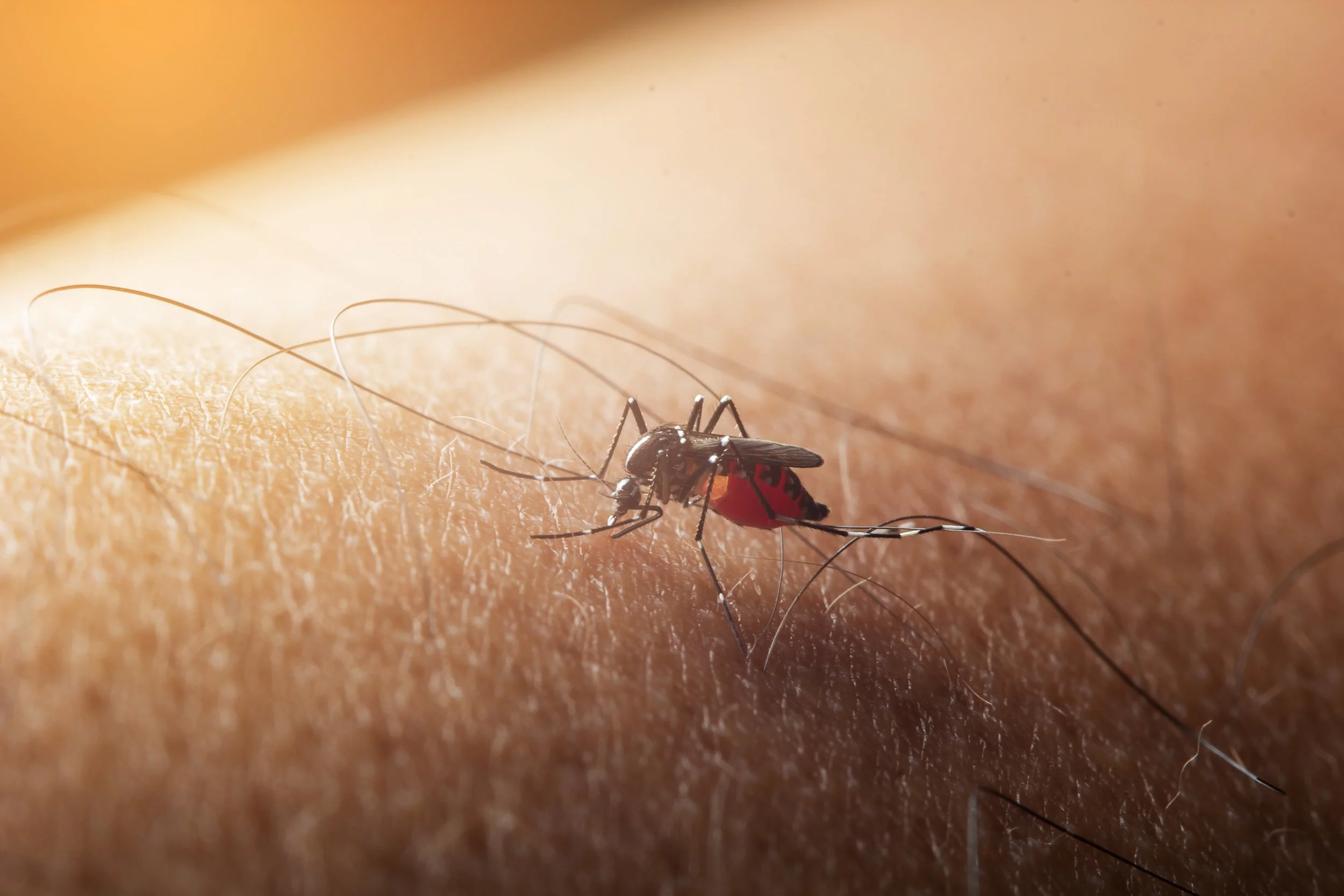 West Nile Virus – A 2023 Perspective