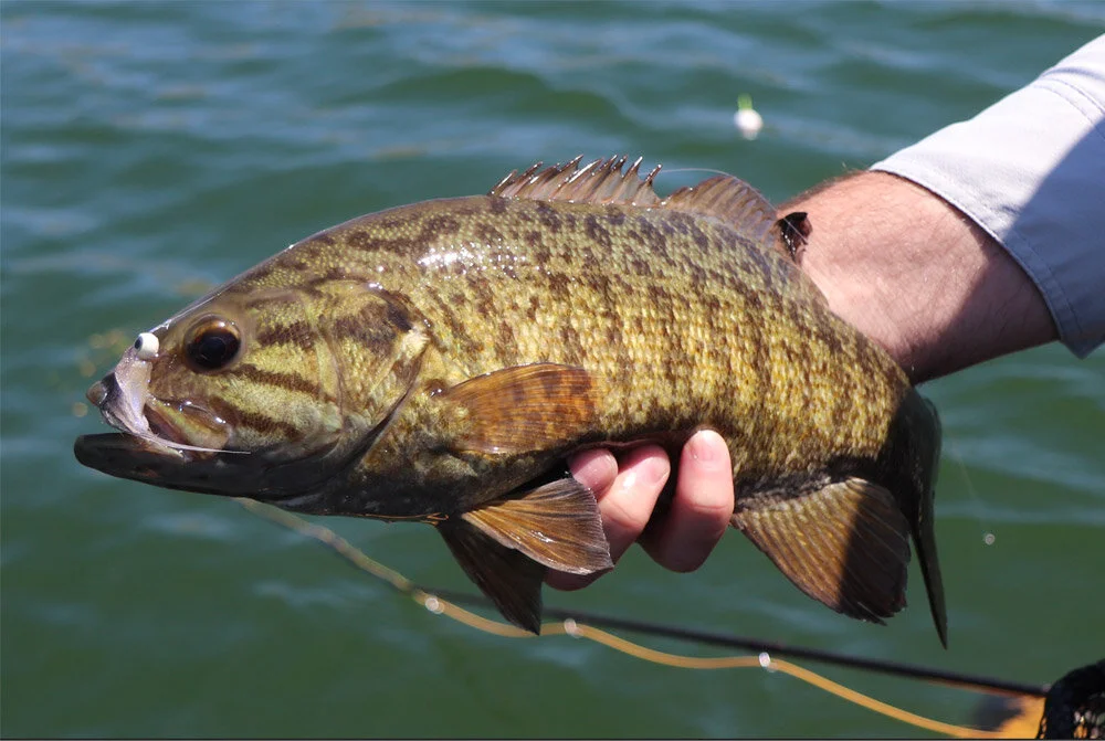 Cloud-Fly-Fishing-Lake-Cachuma-SmallmouthBass-1.jpg