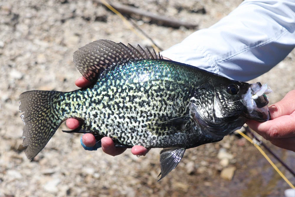 Cloud-Fly-Fishing-Lake-Cachuma-Crappie.jpg