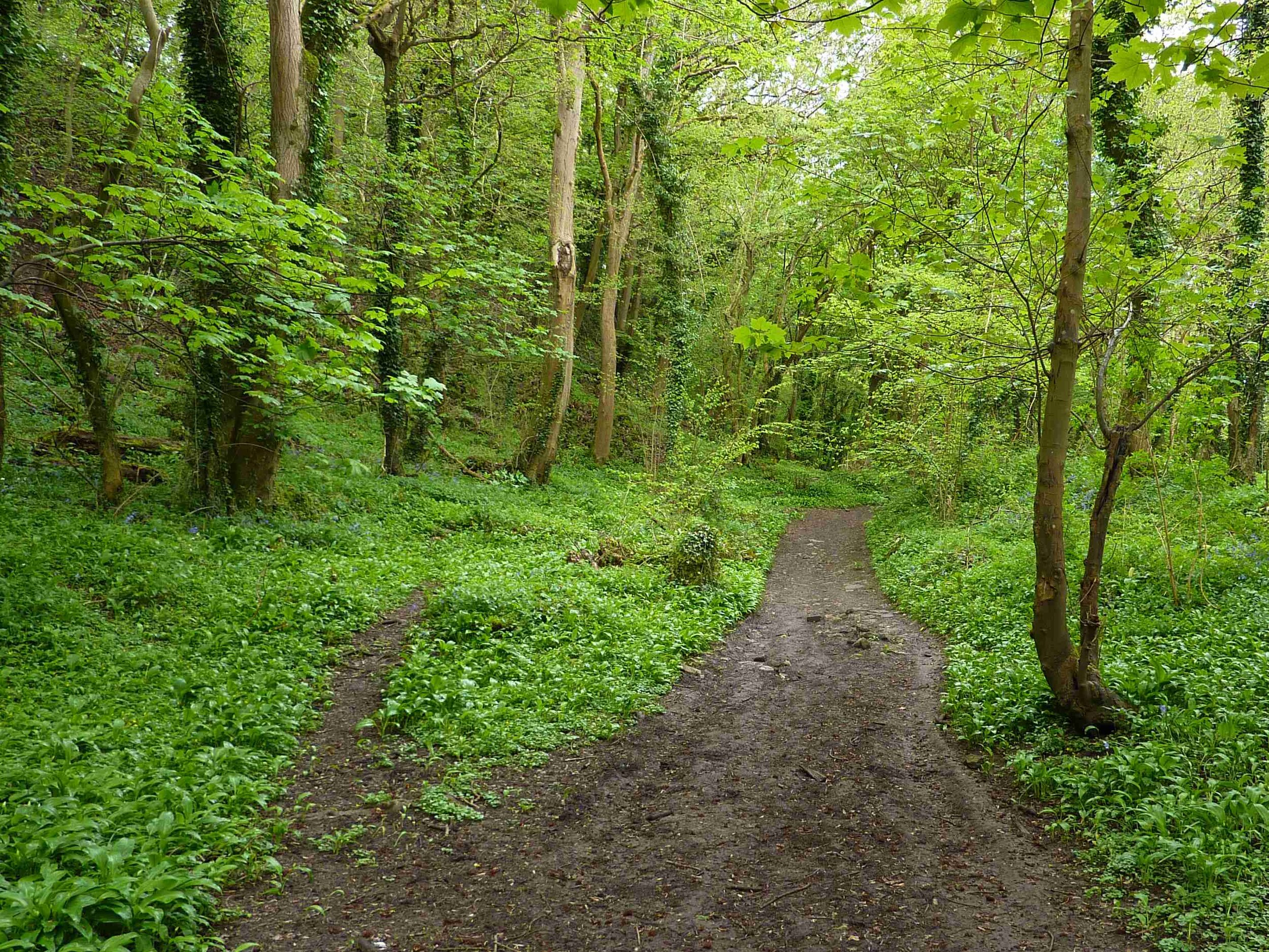 Becky Addy Wood, early summer