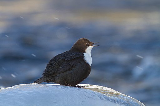 White-throated-Dipper-Ron-Knight-via-Creative-Commons.jpeg