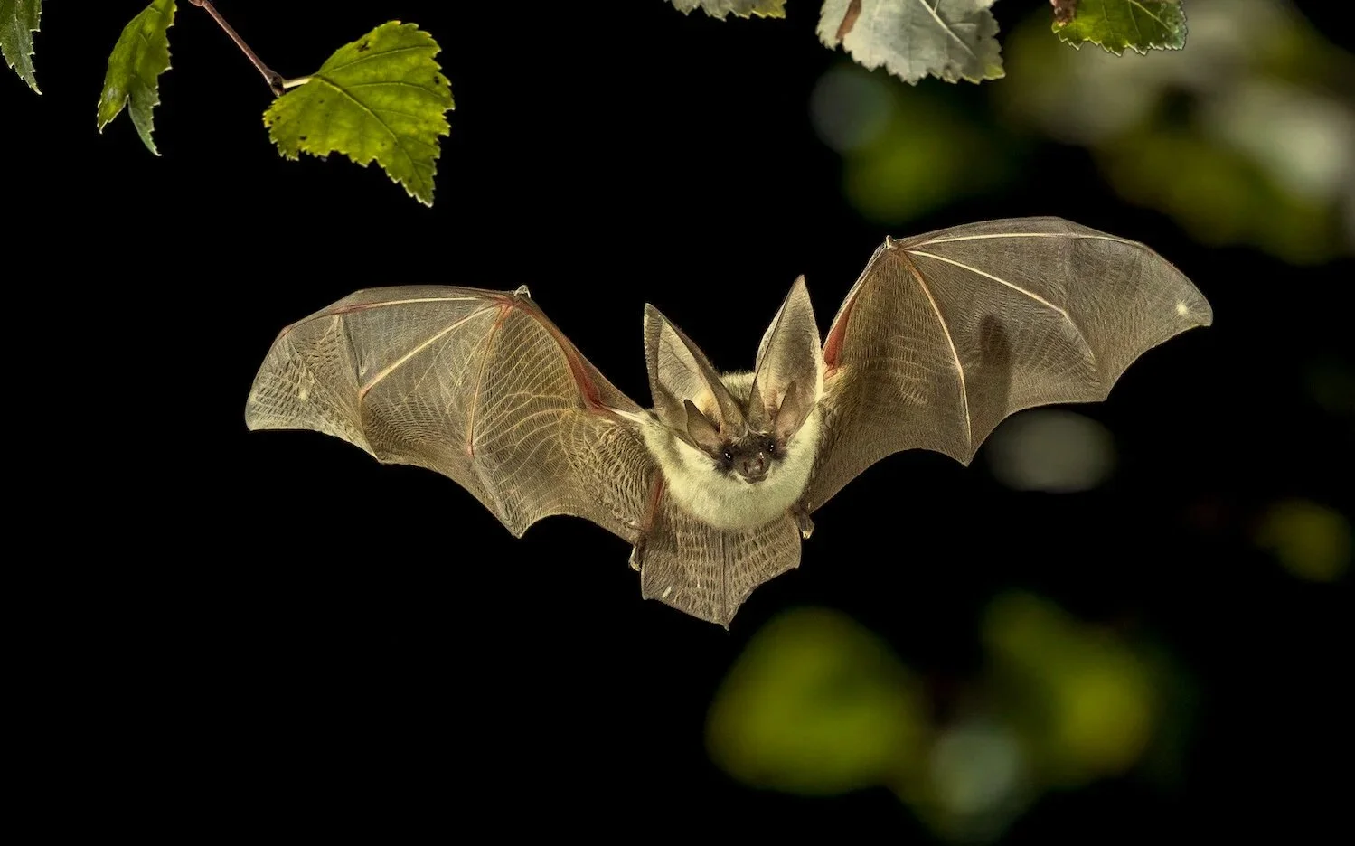 FR1: Discovering Bats along the River & Canal