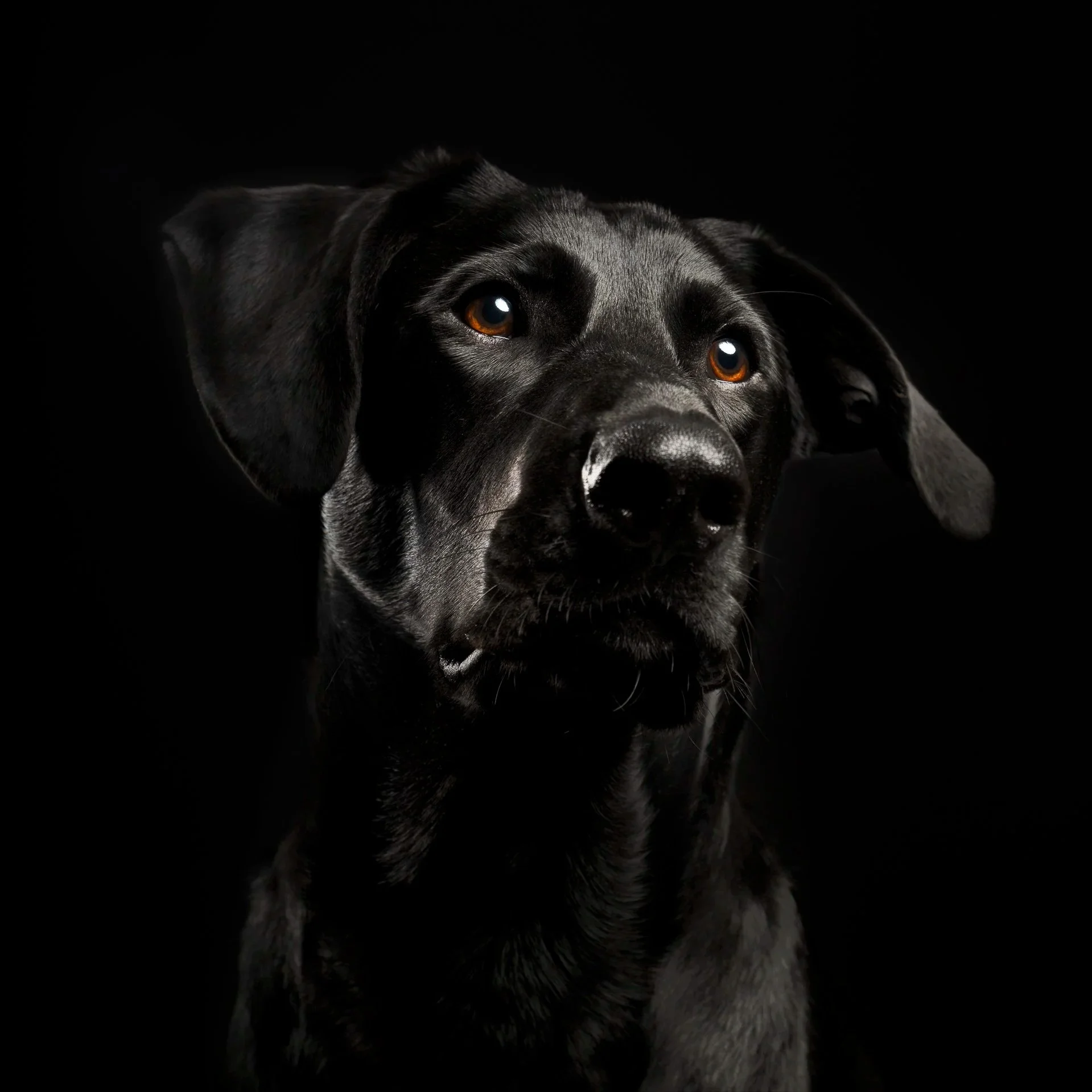 Them: You can't photograph a black dog on a black background. Me: Hold my beer.