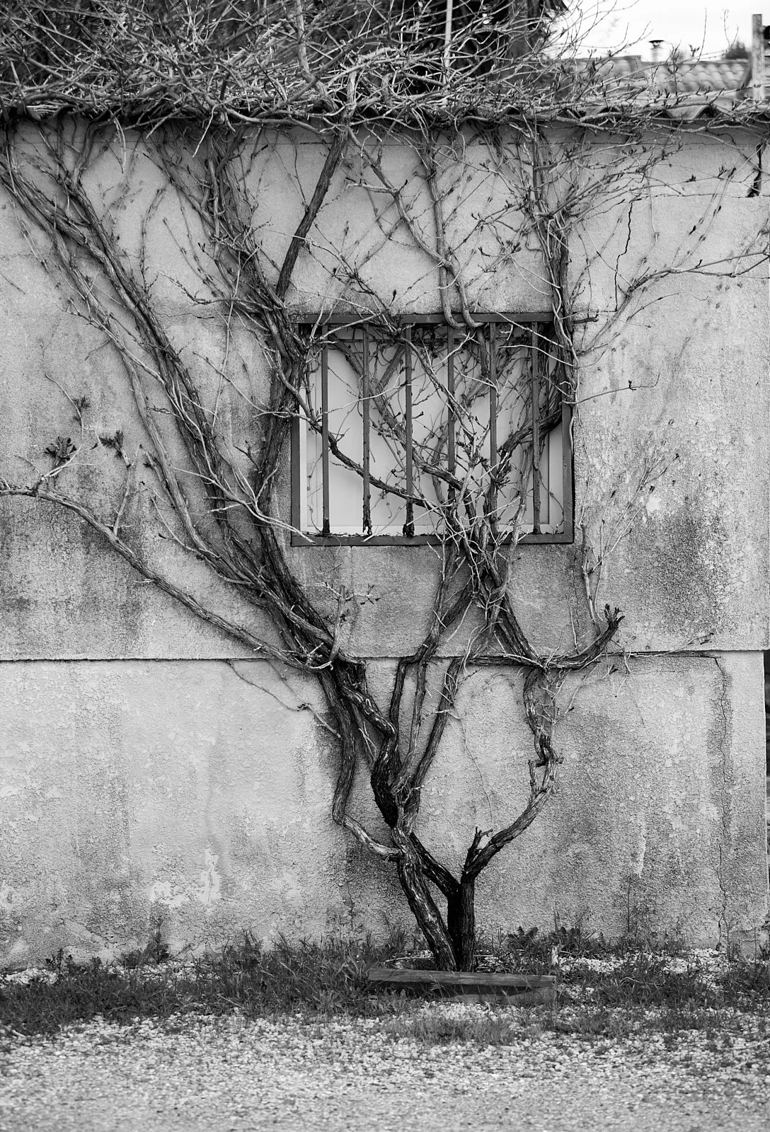 Vines, Vines, Vines.jpg