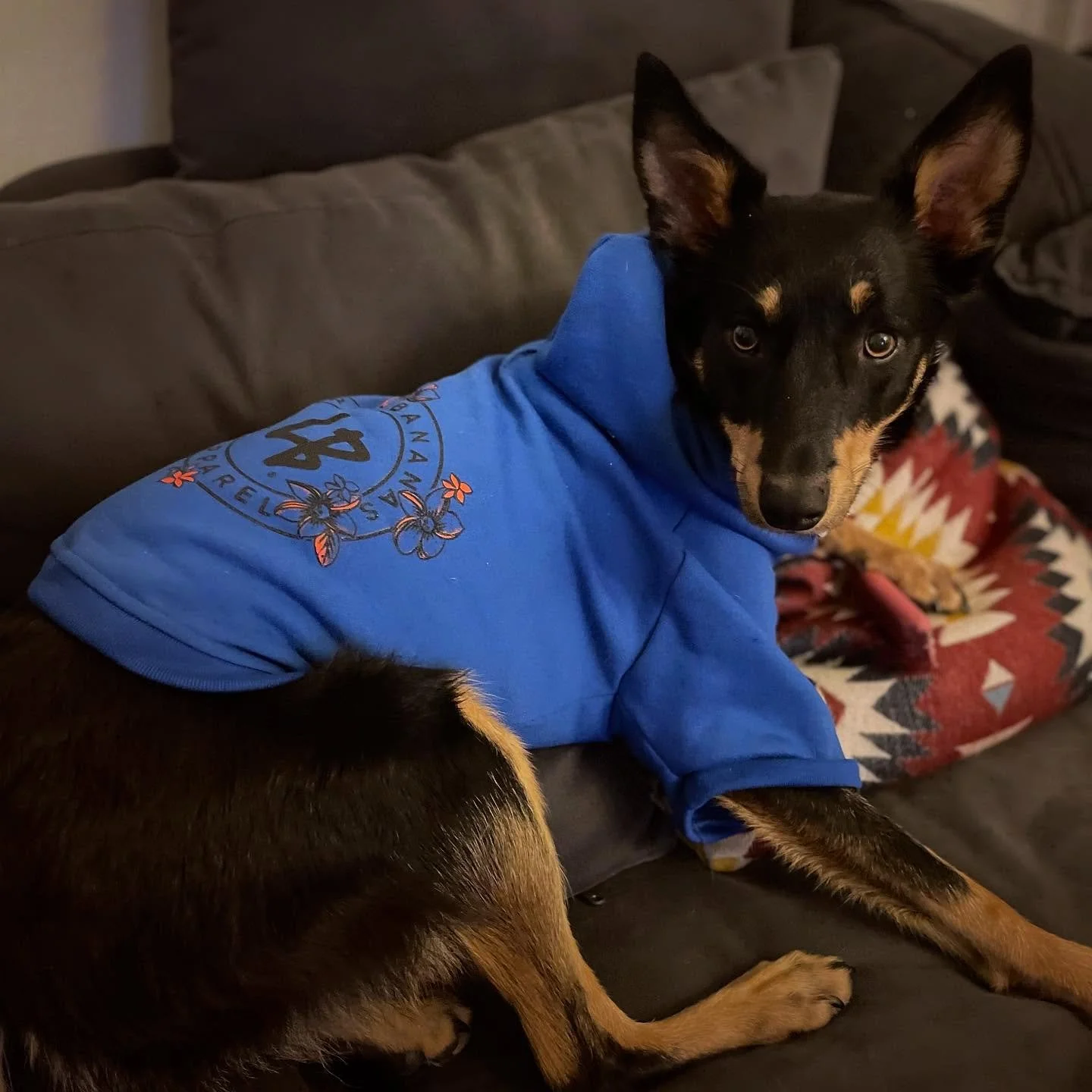 Cold winter nights are better snuggled up in a hoodie #staytoasty 
.
 #larrybananas #larrybananasapparel #dogwear #dawgwear #streetwearfordogs #beachwearfordogs #allshapesallsizes #cooldogs #dogapparel #streetwear #dogs #dogsofinstagram #streetdogs #