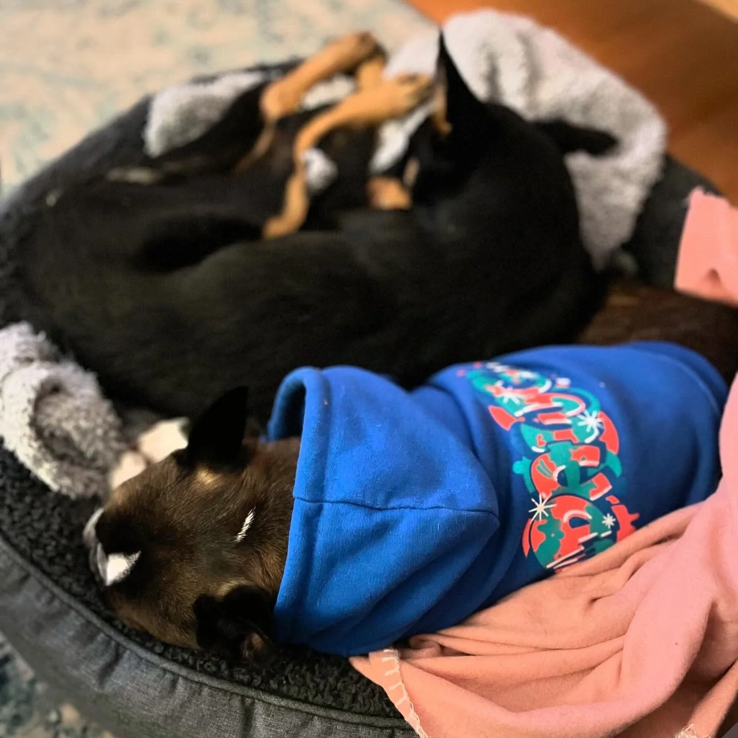 Afternoon naps are the best! Larry is cuddled up in a size M DAWG hoodie 💙
.
#larrybananas #larrybananasapparel #dogwear #dawgwear #streetwearfordogs #beachwearfordogs #allshapesallsizes #cooldogs #dogapparel #streetwear #dogs #dogsofinstagram #stre