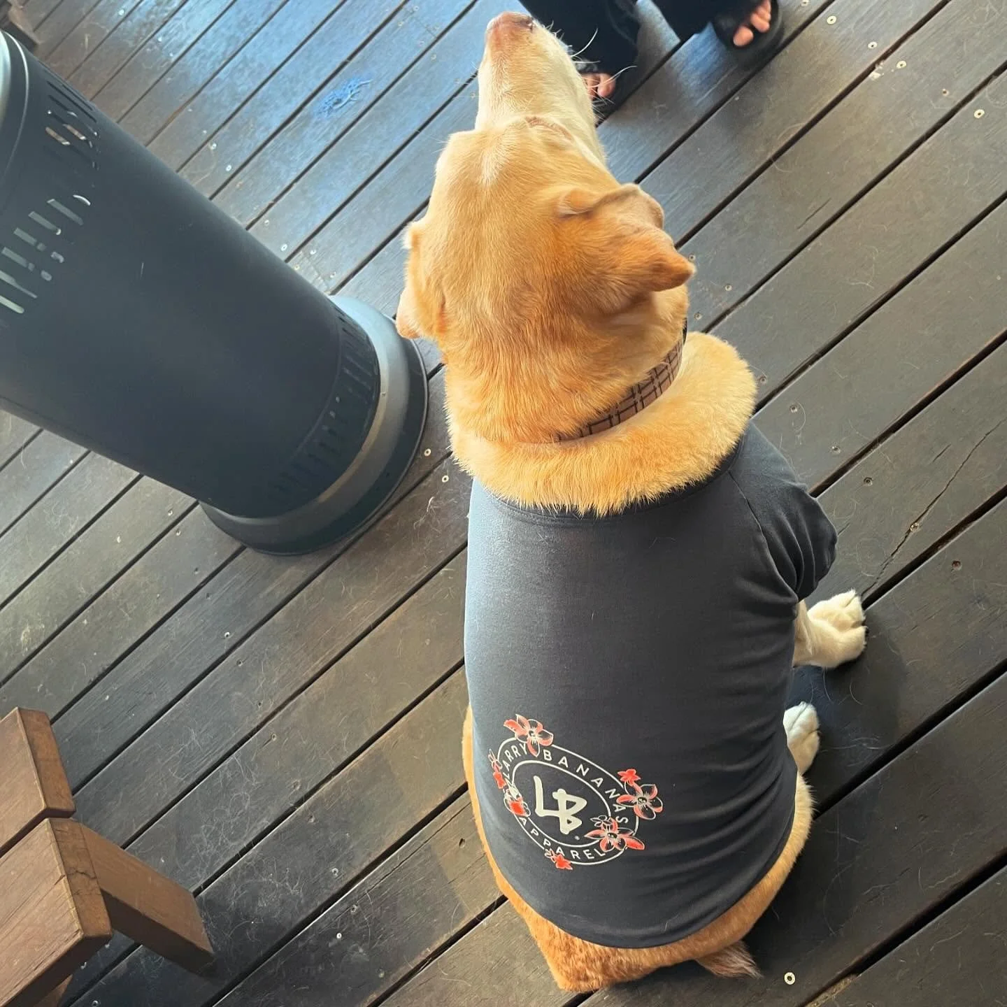 @finnthehotdog looking super sharp in his new tee. We reckon he will be picking up a few beach babes this spring&hellip; 😎💕
.
#dropitlikeitshot #larrybananas #larrybananasapparel #dogwear #dawgwear #streetwearfordogs #beachwearfordogs #allshapesall