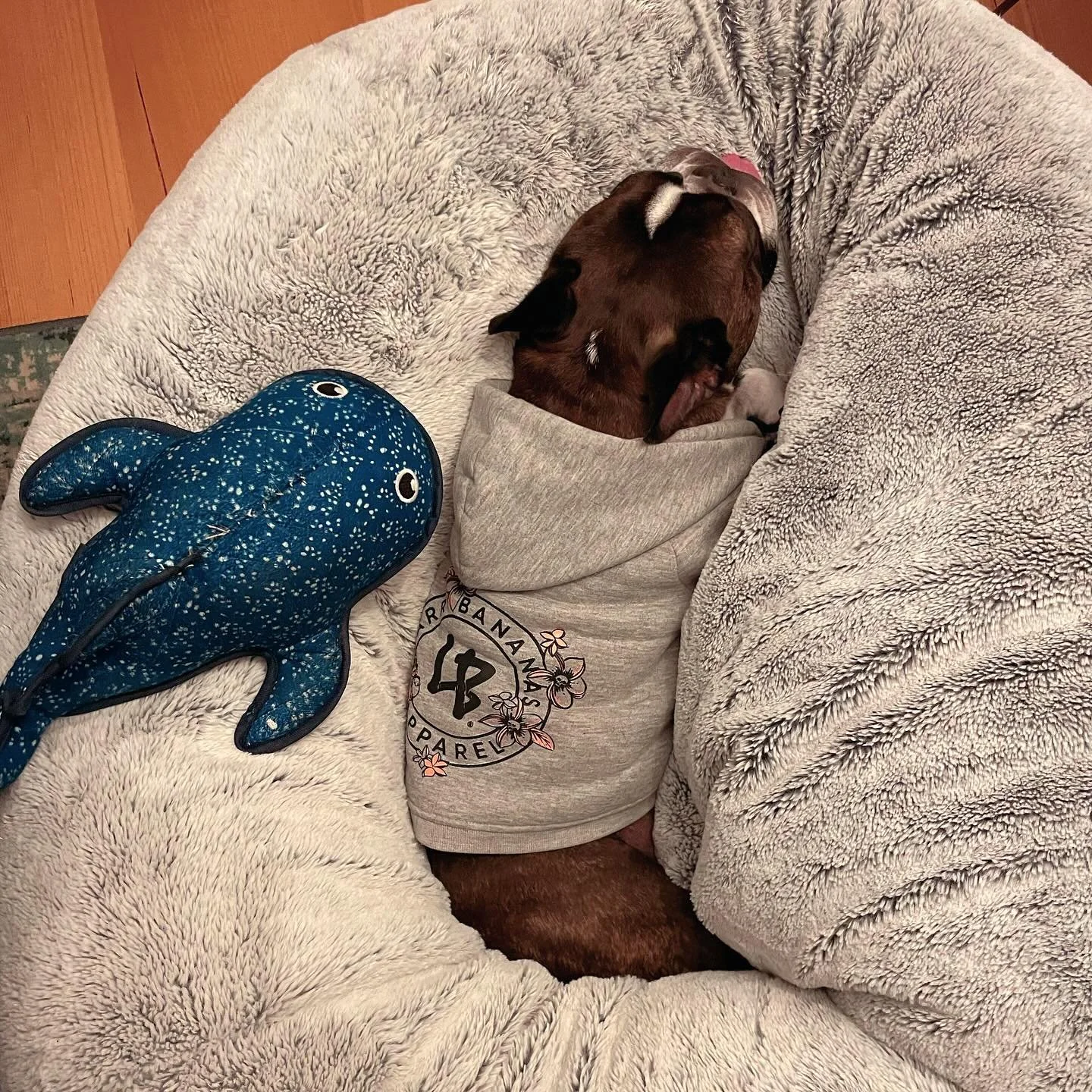 Stay cozy&hellip; #wintervibes 
.
#larrybananas #larrybananasapparel #dogwear #dawgwear #streetwearfordogs #beachwearfordogs #allshapesallsizes #cooldogs #dogapparel #streetwear #dogs #dogsofinstagram #streetdogs #doghoodies #dogtshirts #beachwear #b