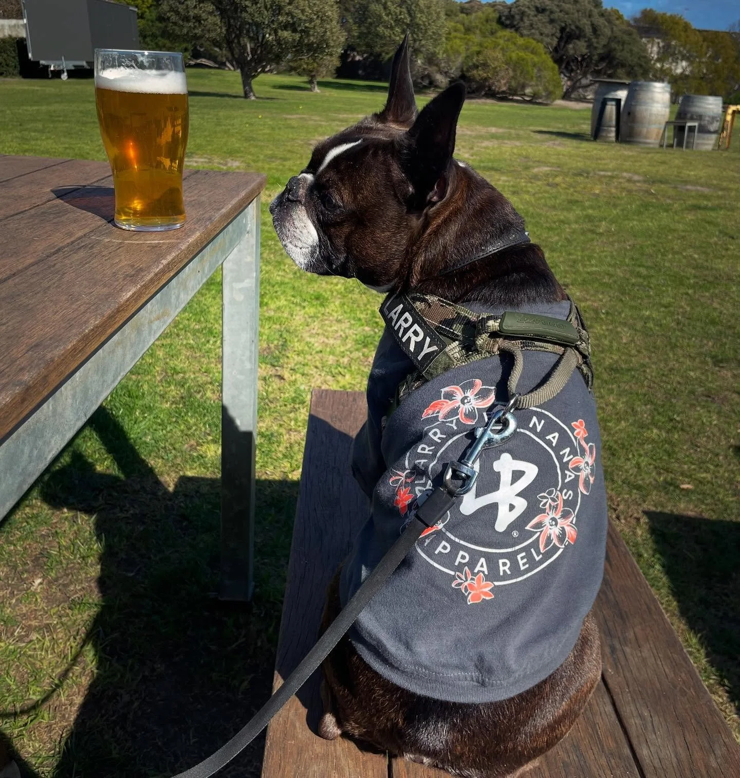 Tshirt weather finally ☀️🕶️
Our tees are 100% cotton, 100% made in Australia and 40% off online so get your paws on them before they sell out 🐾
Larry is wearing a size M Dogtown Tee
.
#tshirtweather #spring 
#dropitlikeitshot #larrybananas #larryba