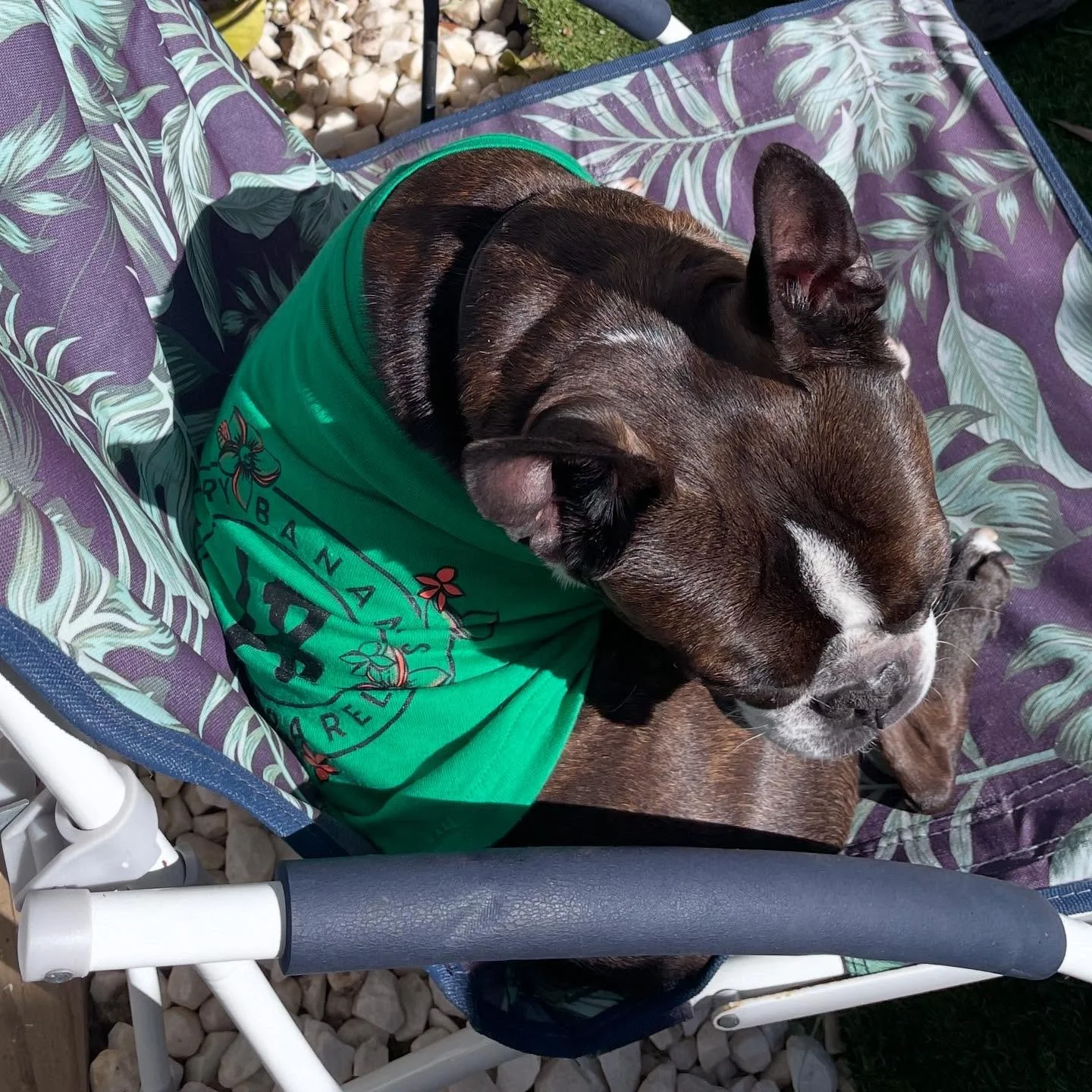 Finally spring time 🍀🌸🍀 Larry is sun baking in a size M Dogtown Tee.
.
#tshirtweather #larrybananas #larrybananasapparel #dogwear #dawgwear #streetwearfordogs #allshapesallsizes #cooldogs #dogapparel #streetwear #dogs #dogsofinstagram #streetdogs 