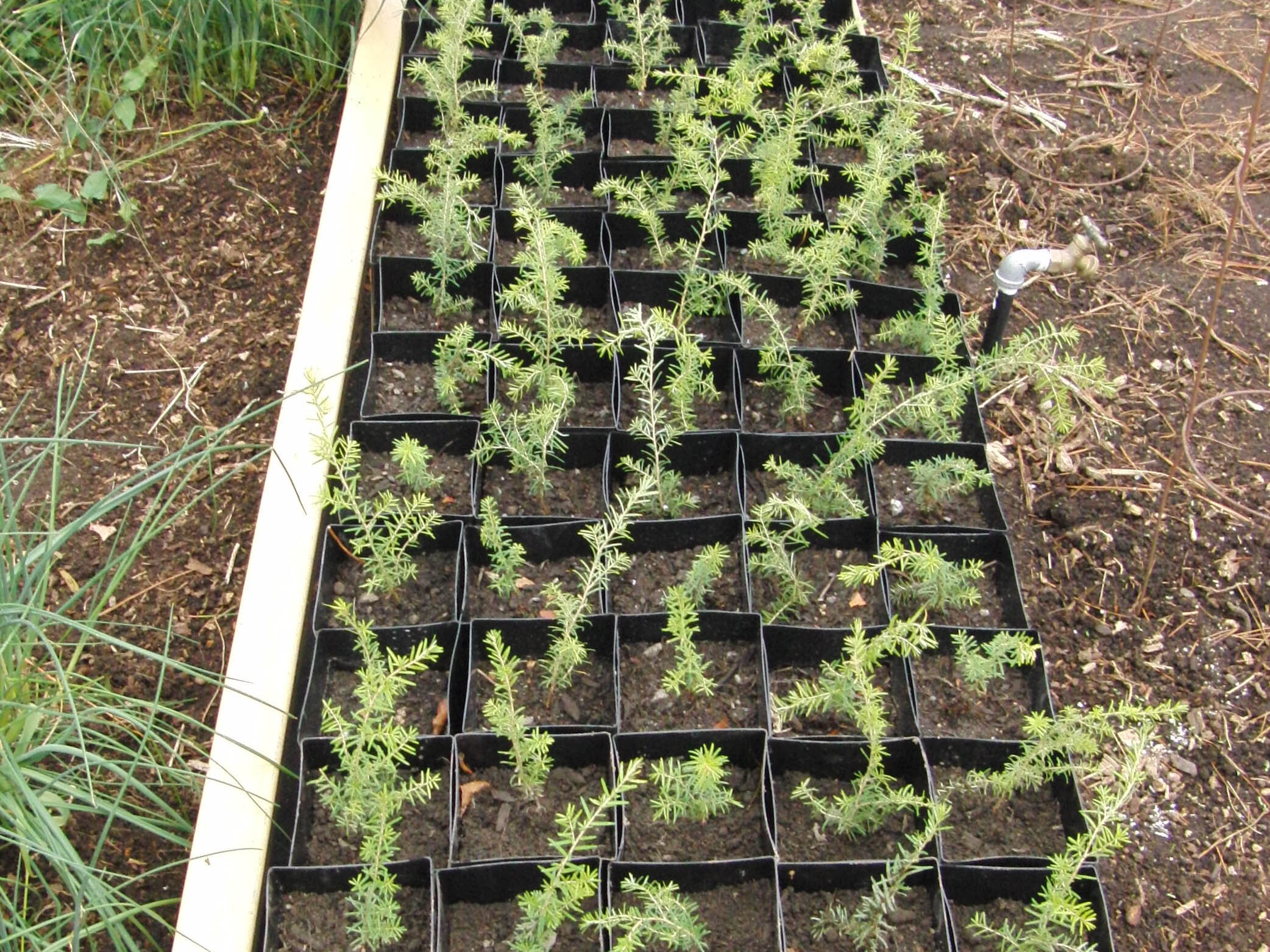 GROW IT FORWARD | Restoring Forest Habitat with Micro-Nurseries