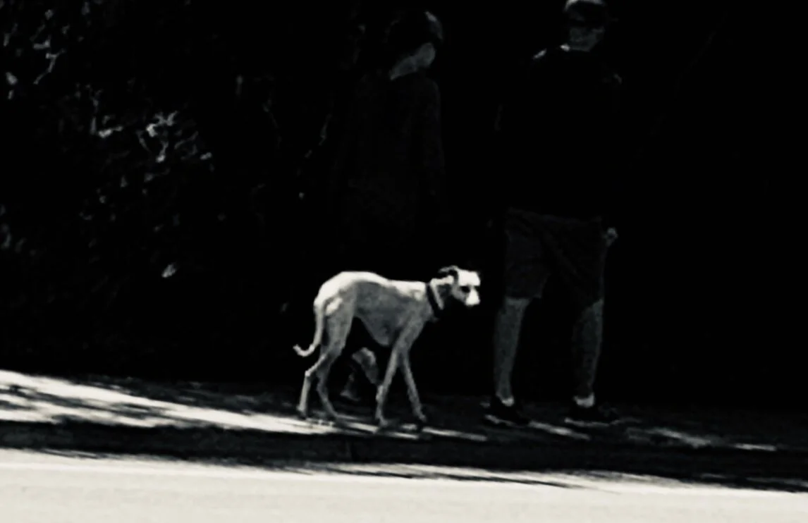 Dogs.