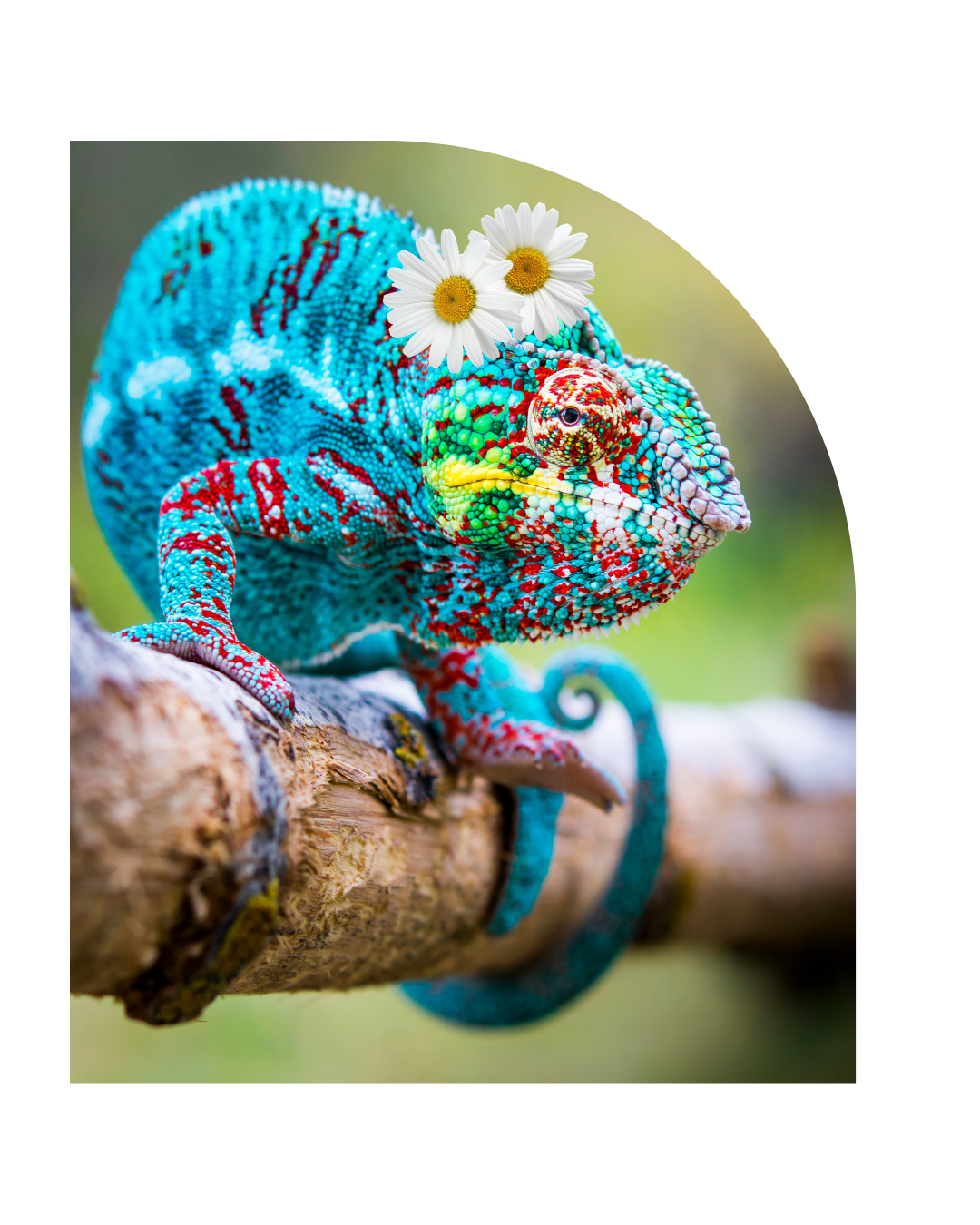blue chameleon with flowers on head