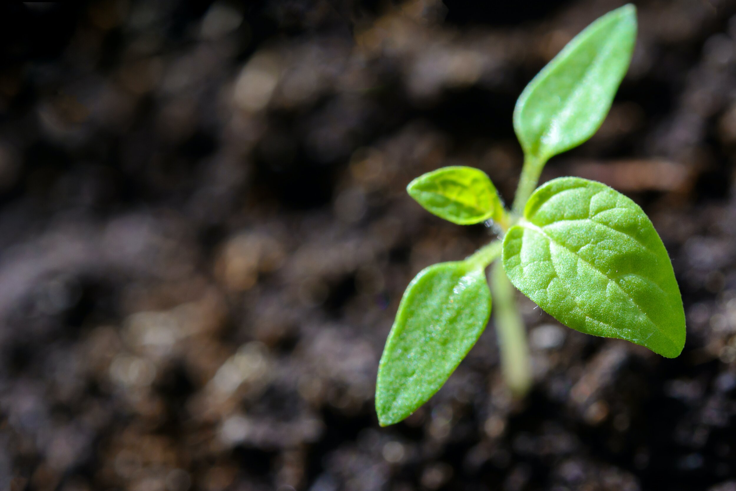 The Promise of New Life
