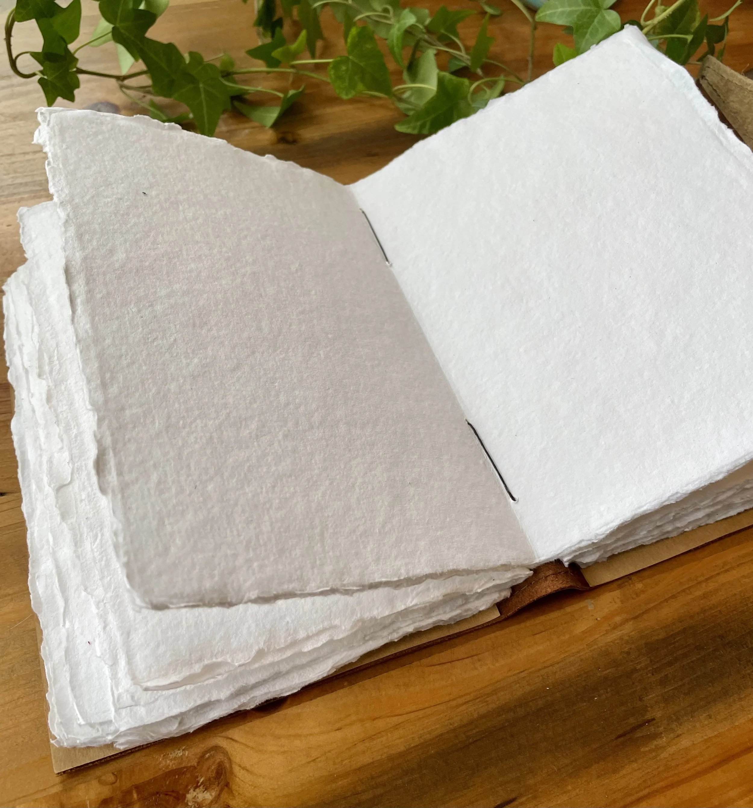 IMG_5936.jpeg (Copy) (Copy) (Copy) (Copy)