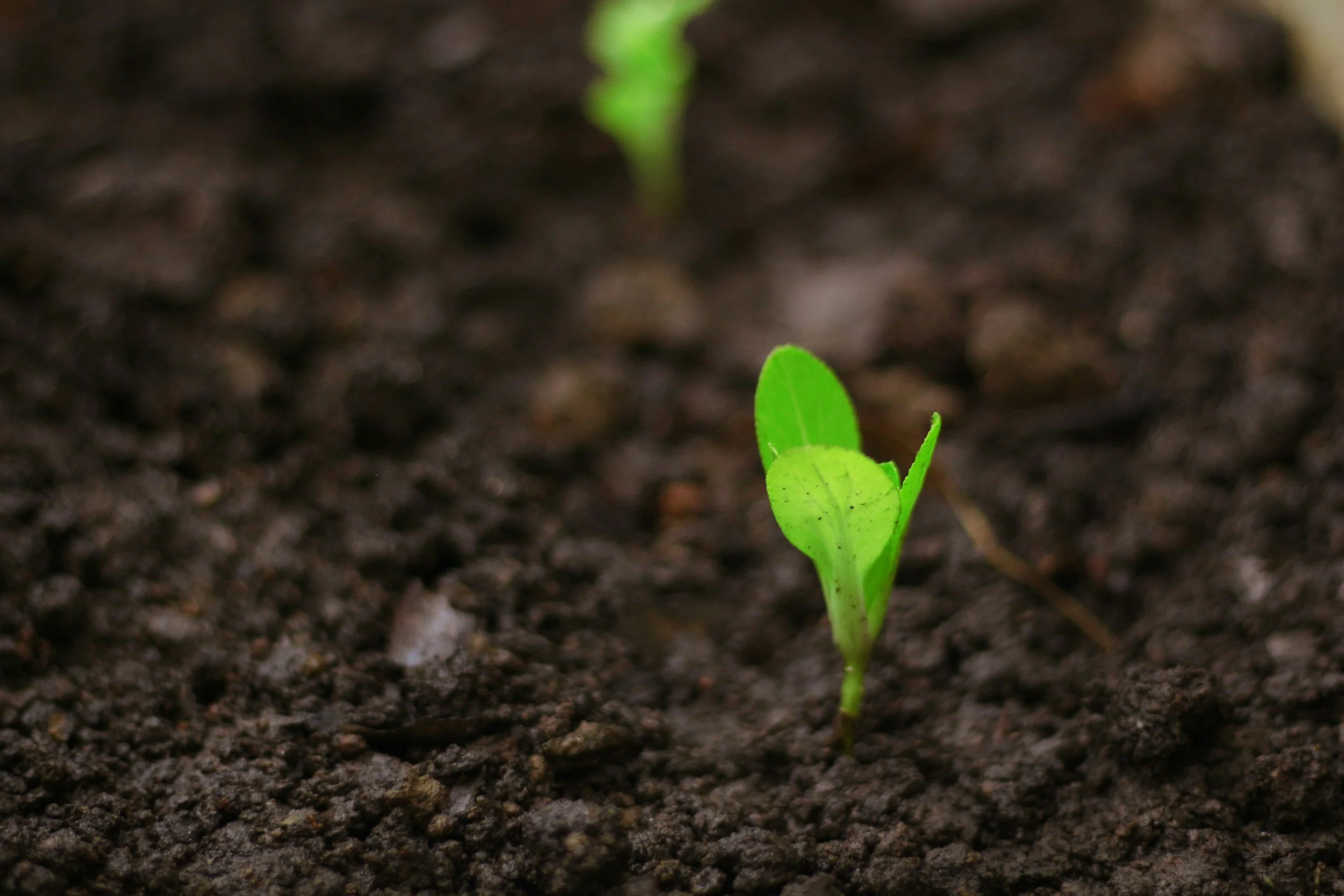The Power of a Seed | Hidden in Plain Sight