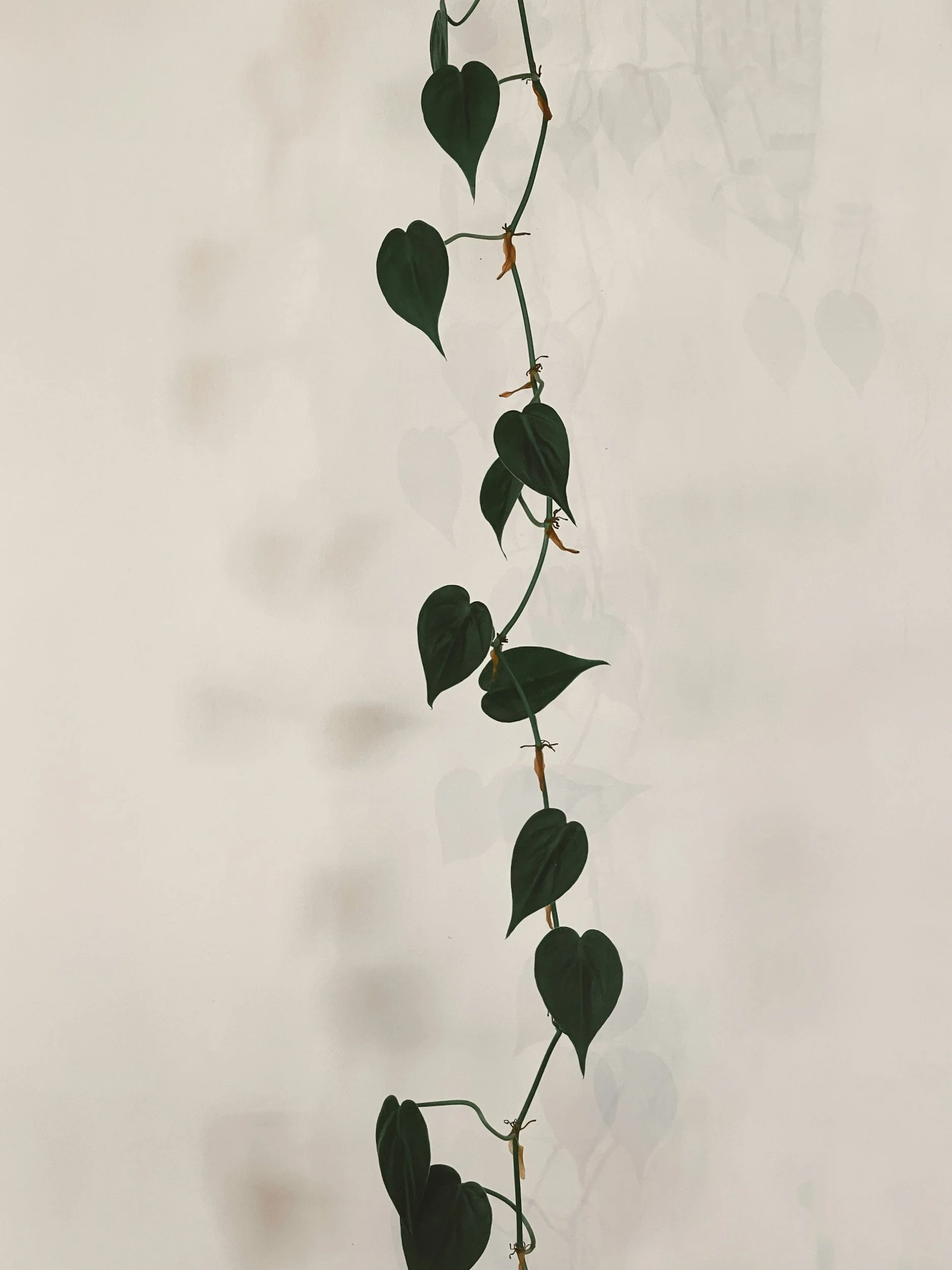 I am the True Vine | Therefore I am