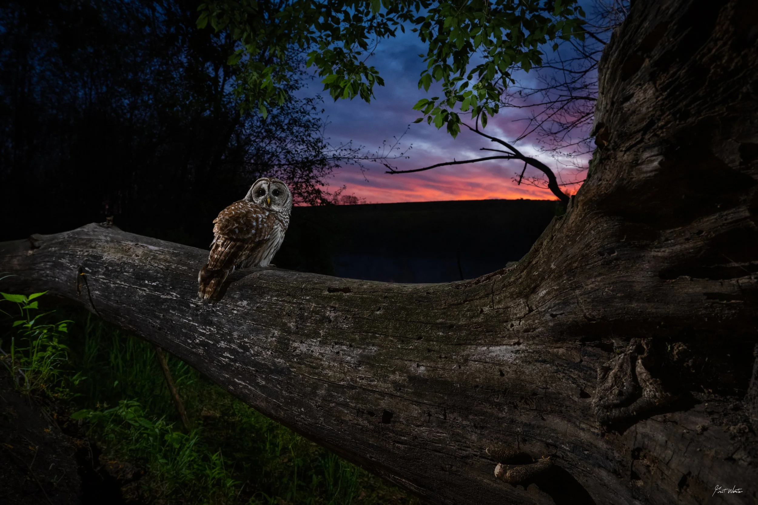 barredowlsunrise-1.jpg