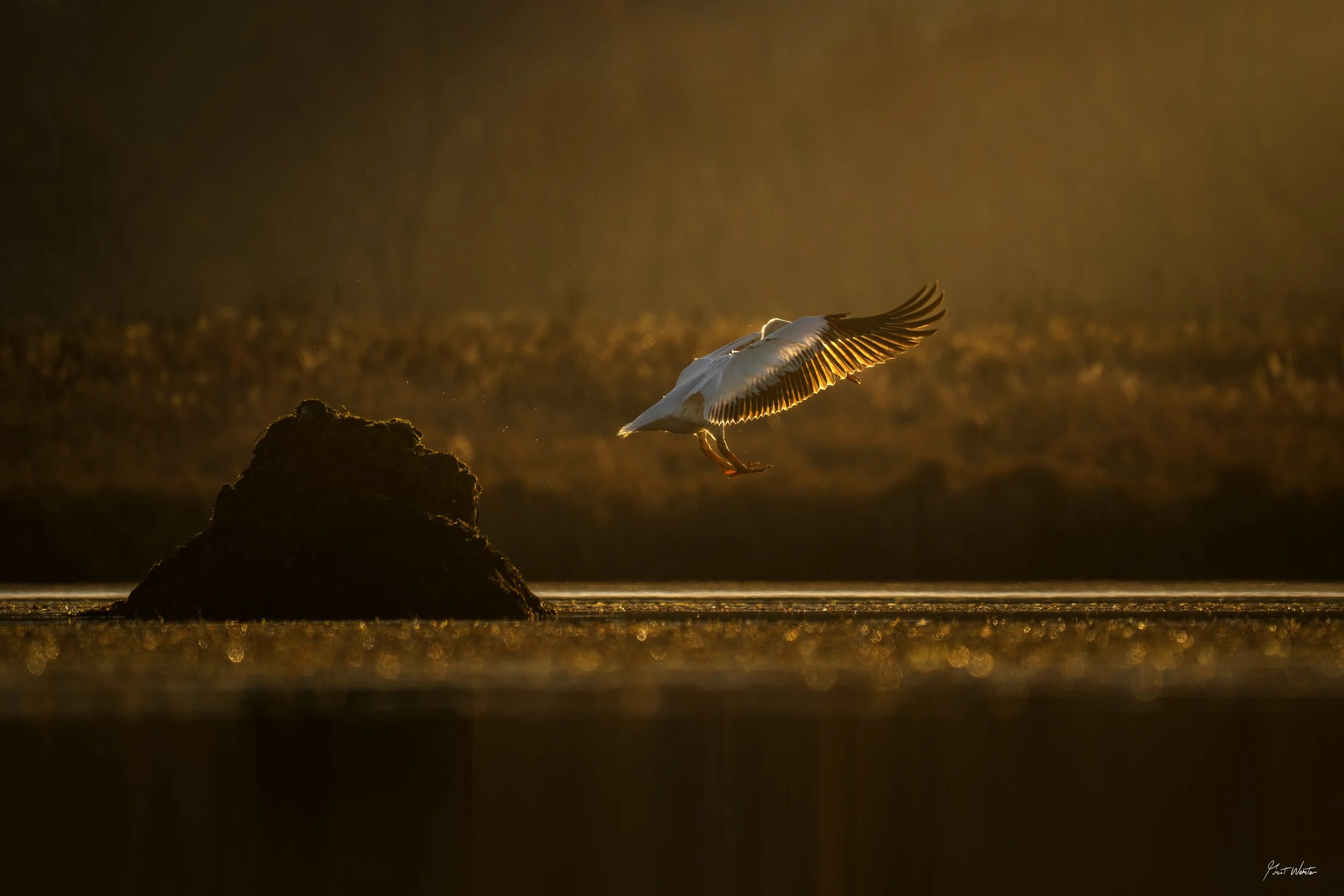 pelicanjump-1.jpg