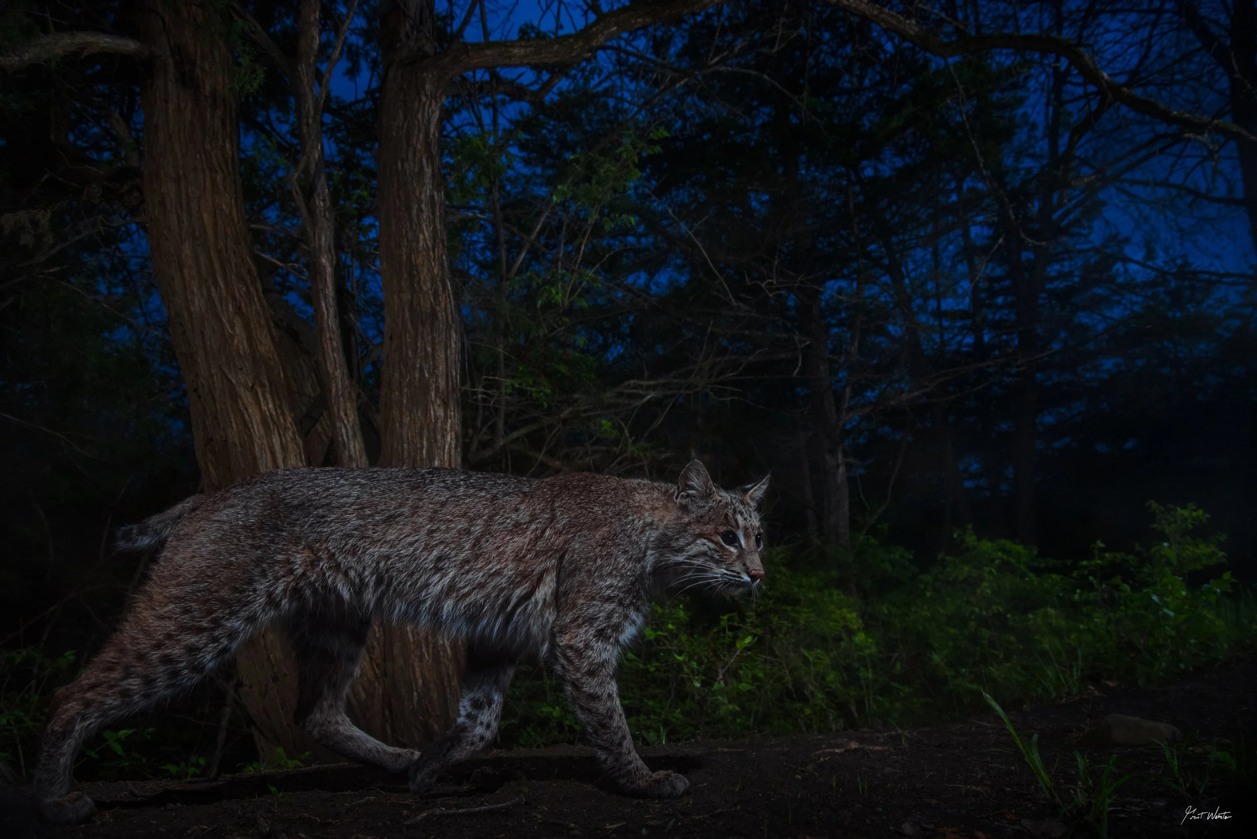 bobcatwalks-1.jpg