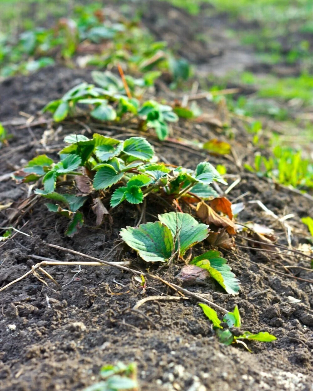 Best soil for strawberry plants