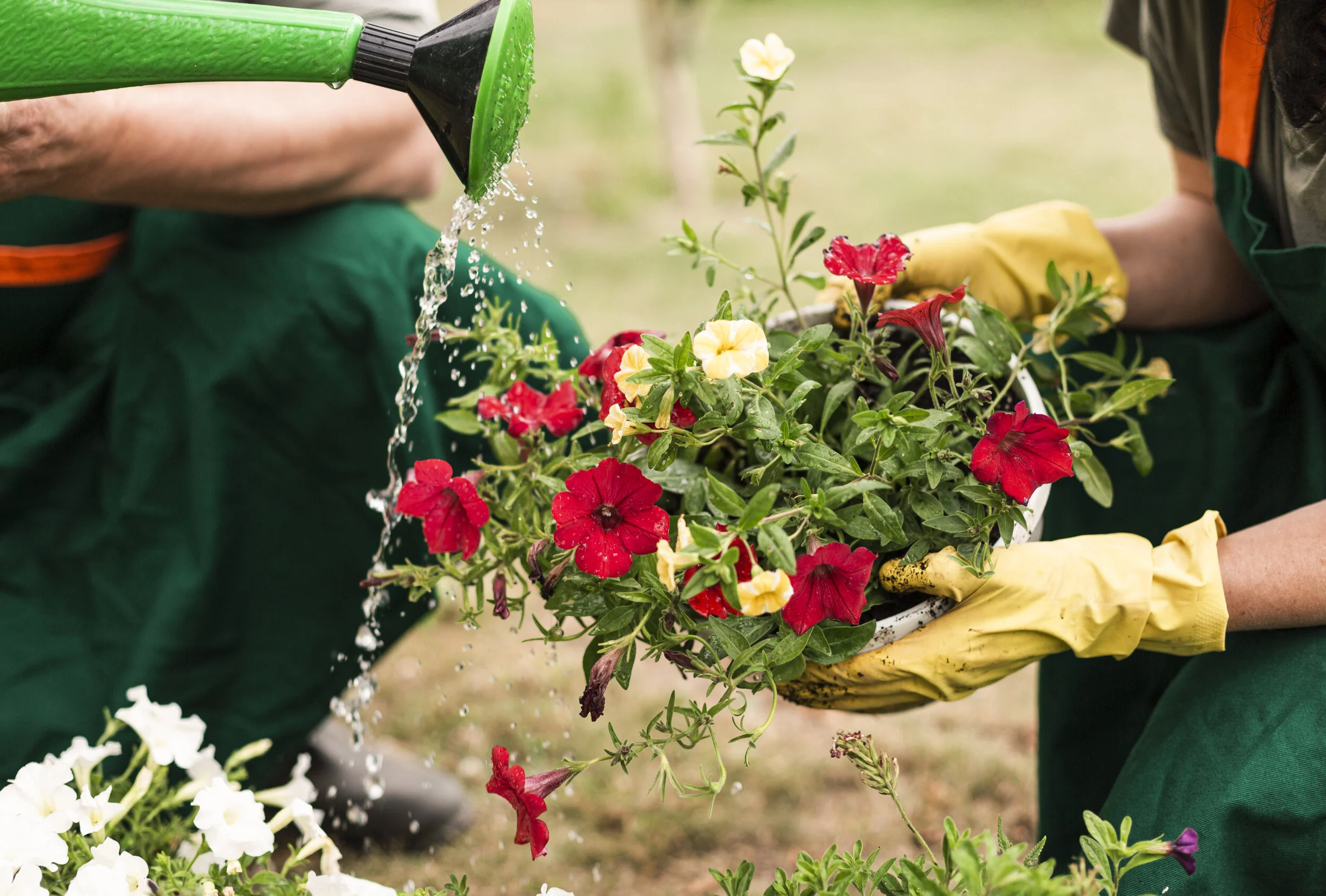 watering_flowers.jpg