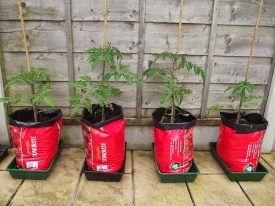 Growing tomatoes in grow bags