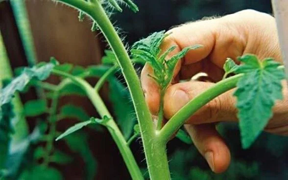 Remove the growing point of the main stem on tomatoes