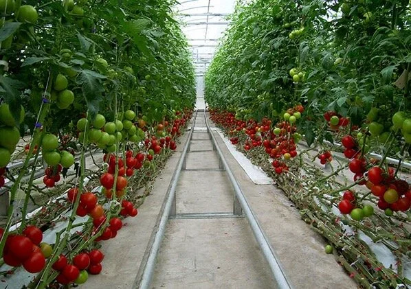 Growing tomatoes in greenhouses
