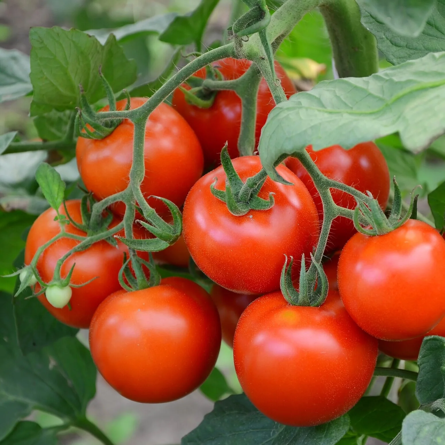 Tomatoes