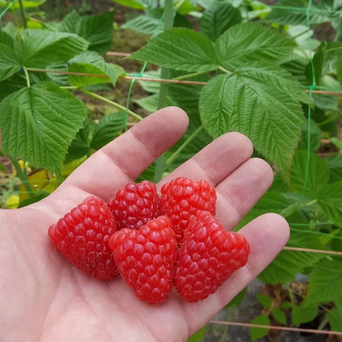 Growing raspberries