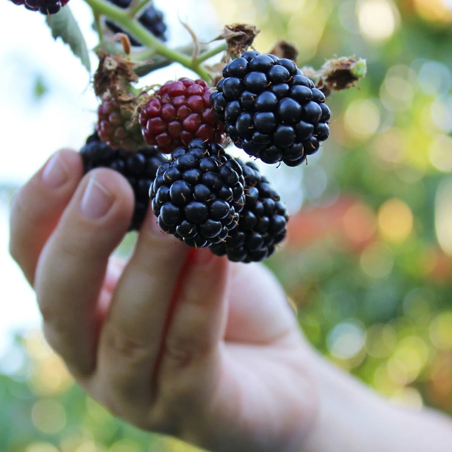 Picking blackberries